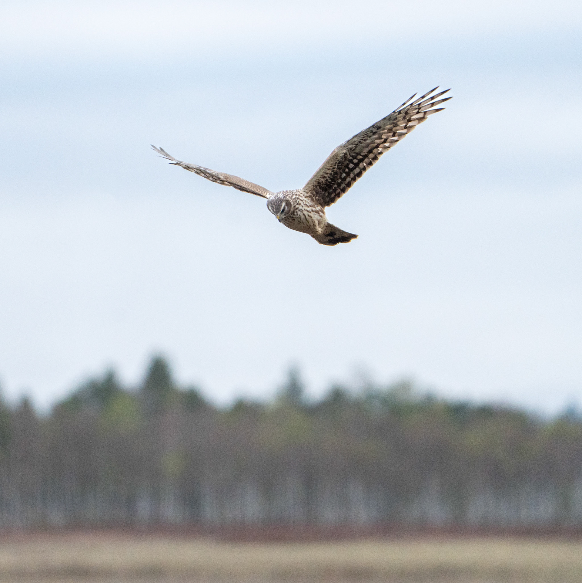 Blå kärrhök, hona