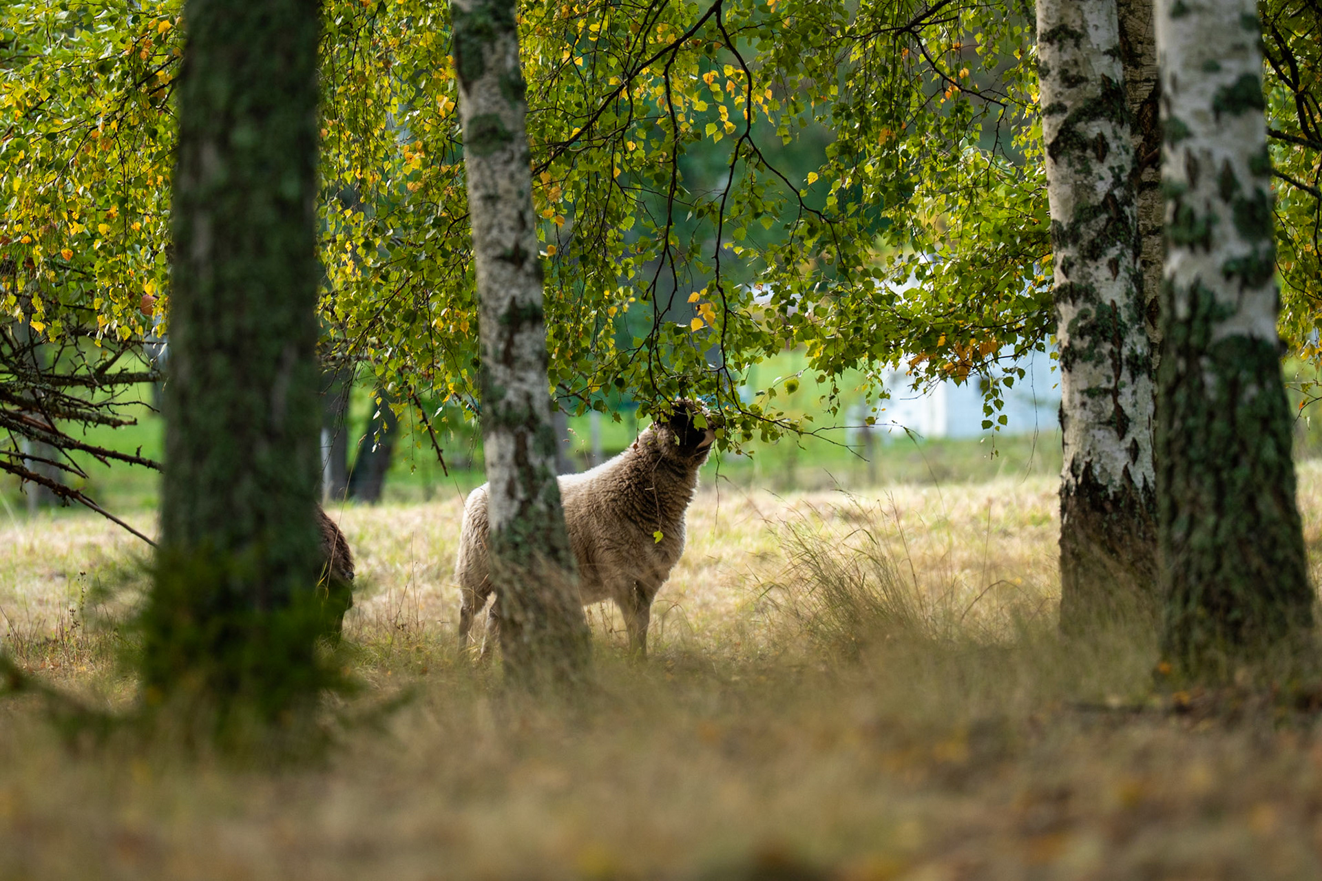 Får - Sheep, Enköping, Sweden