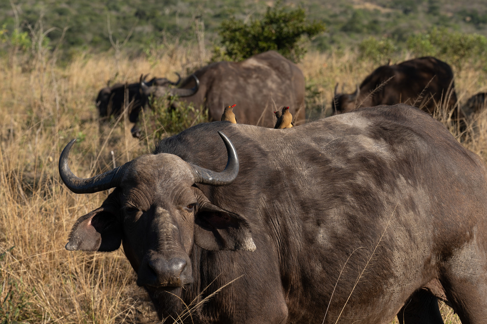 Rödnäbbad oxhackare - afrikansk buffel