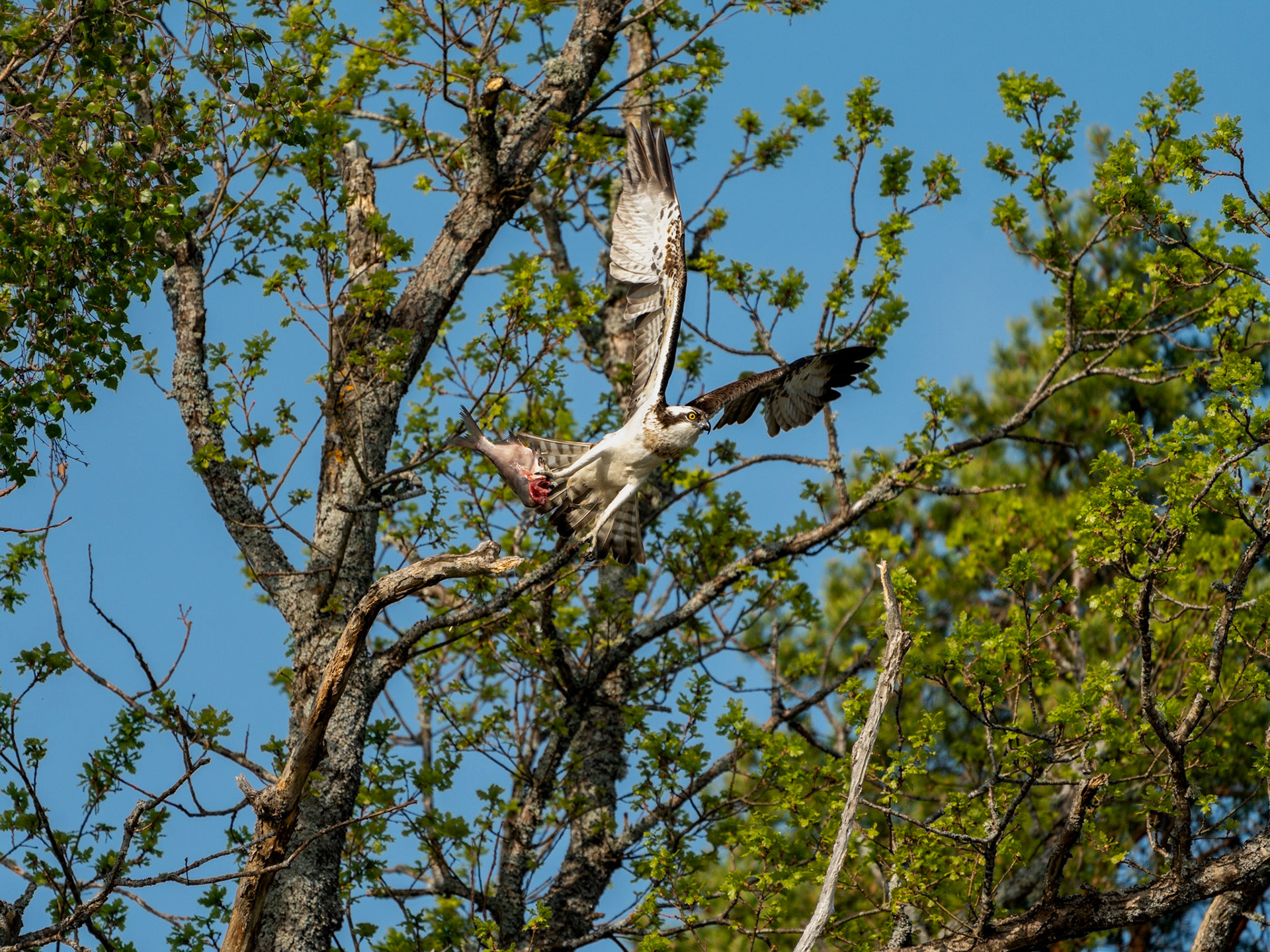 Fiskgjuse / Osprey