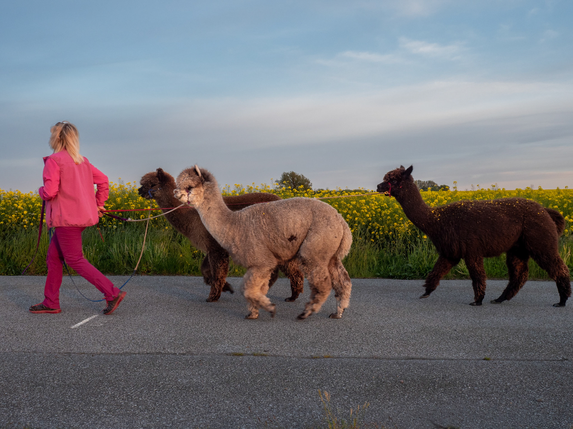 Louise och hennes Alpackor