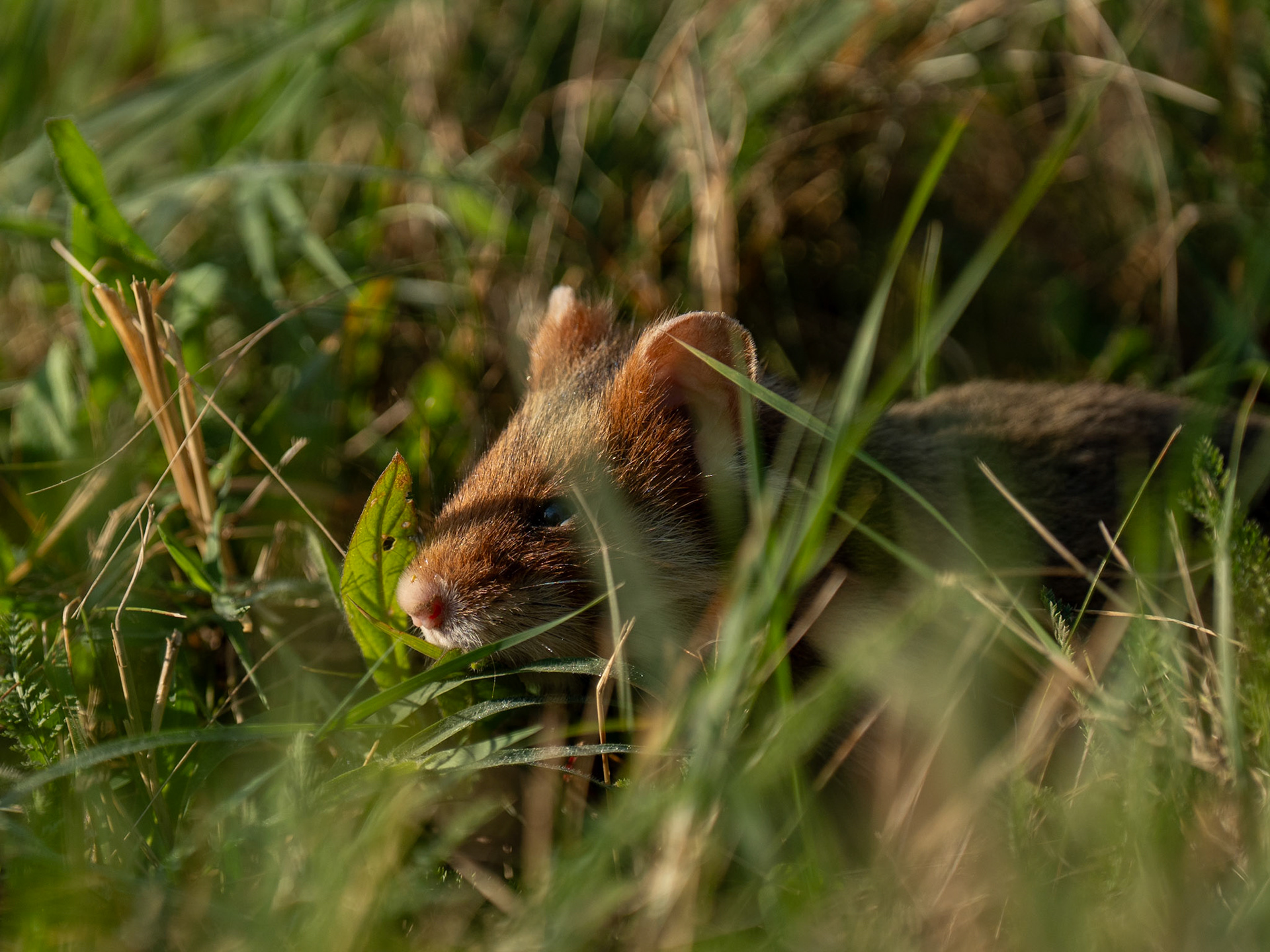 Wild hamster Zentralfriedhof, Wienna, Austria