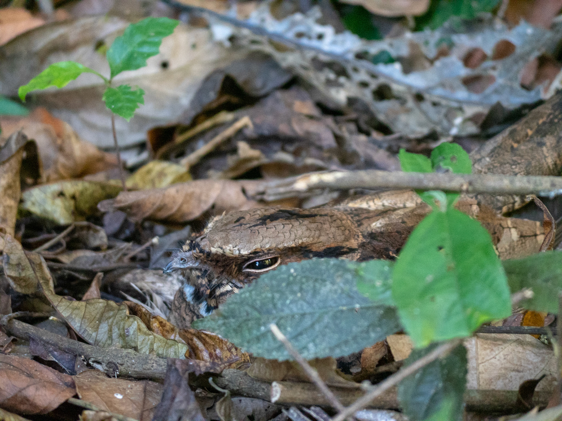 Manuel Antonio National Park, Costa Rica