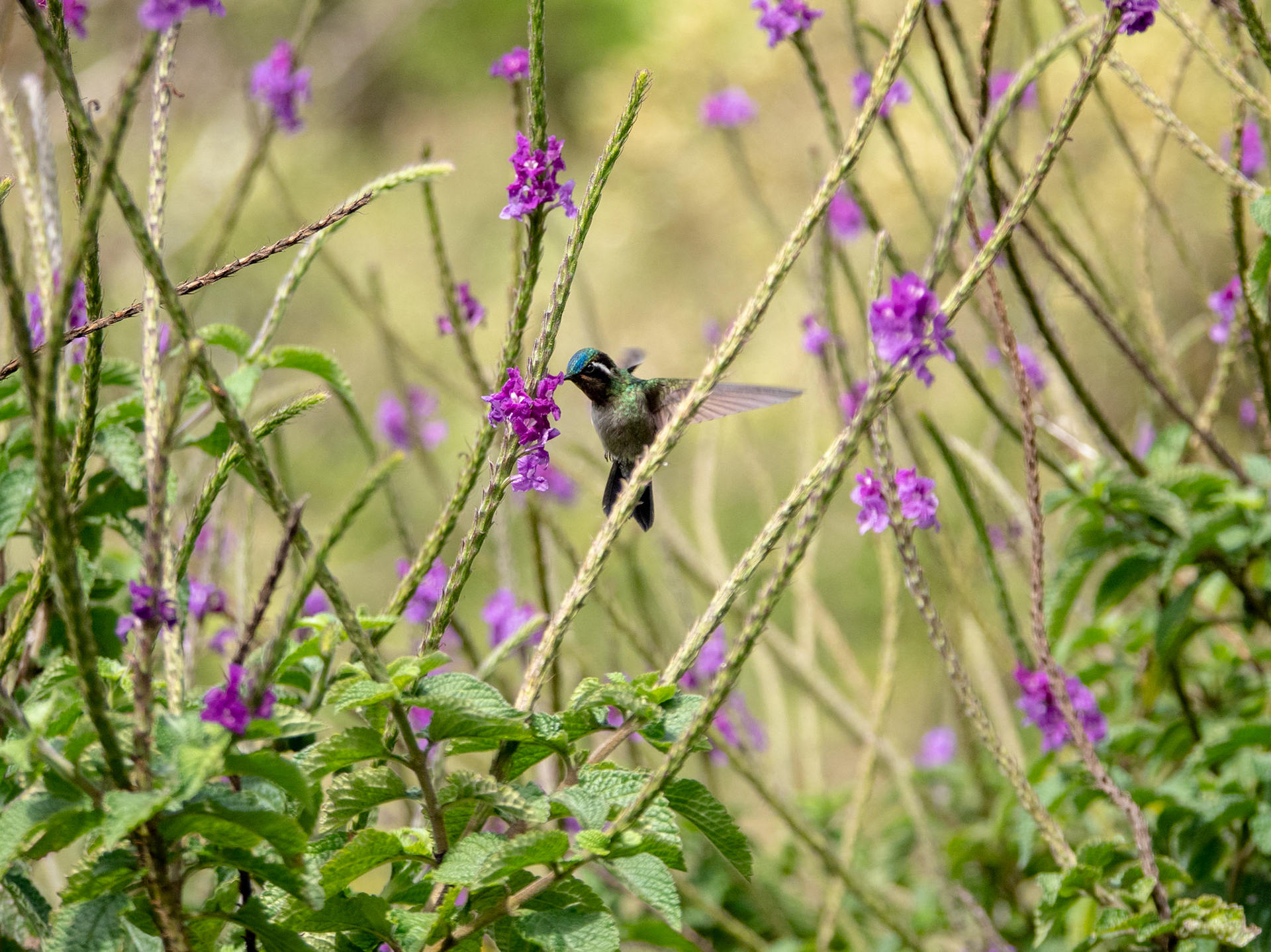 White-bellied Mountain-Gem