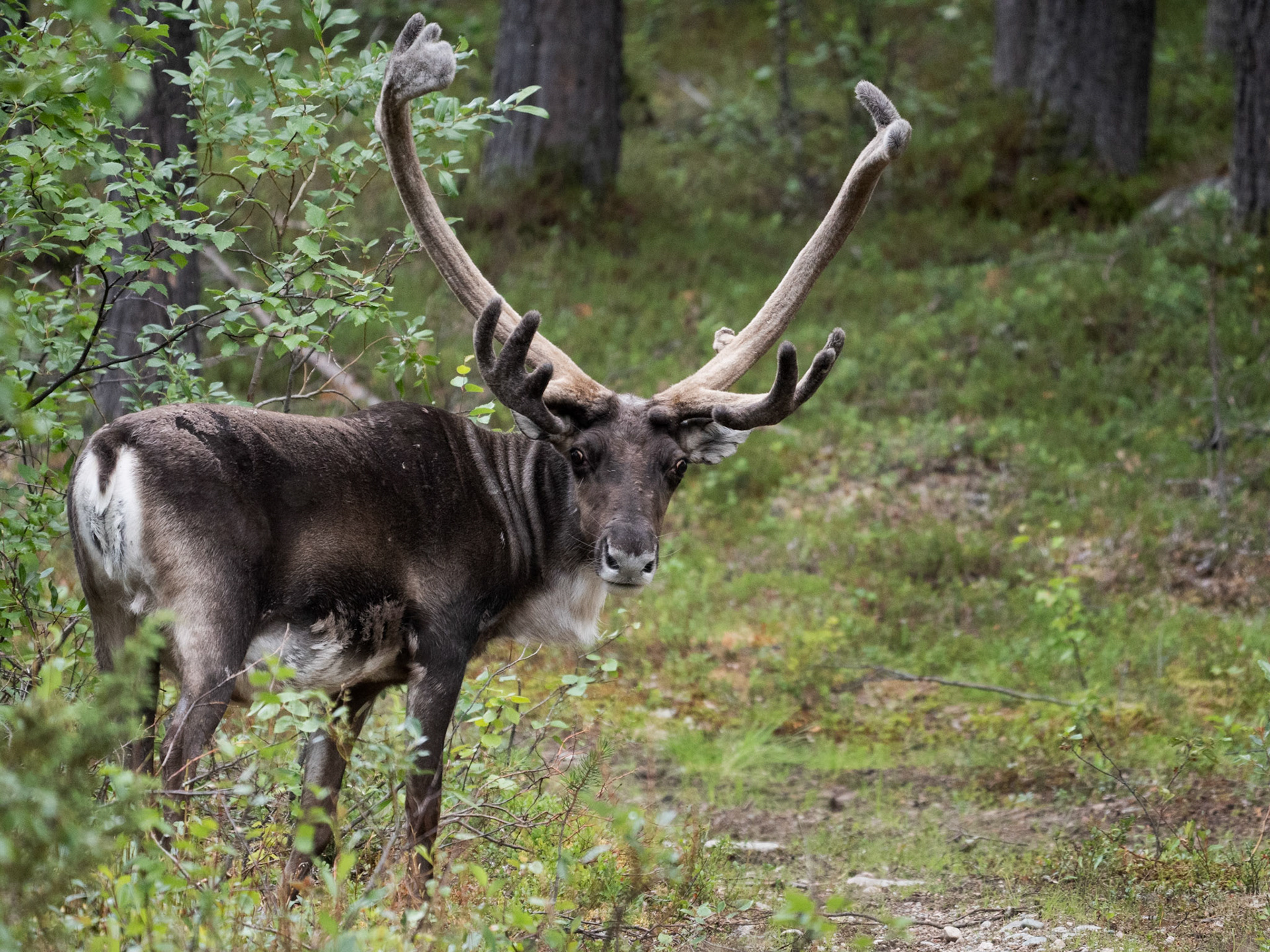 Skogsren - Reindeer, Lannavaara, Sweden