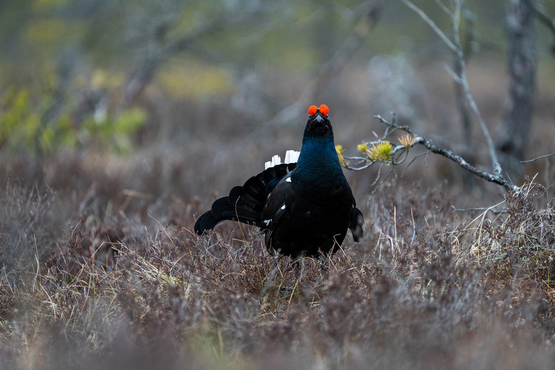 Orre fotografering i Småland m Christer