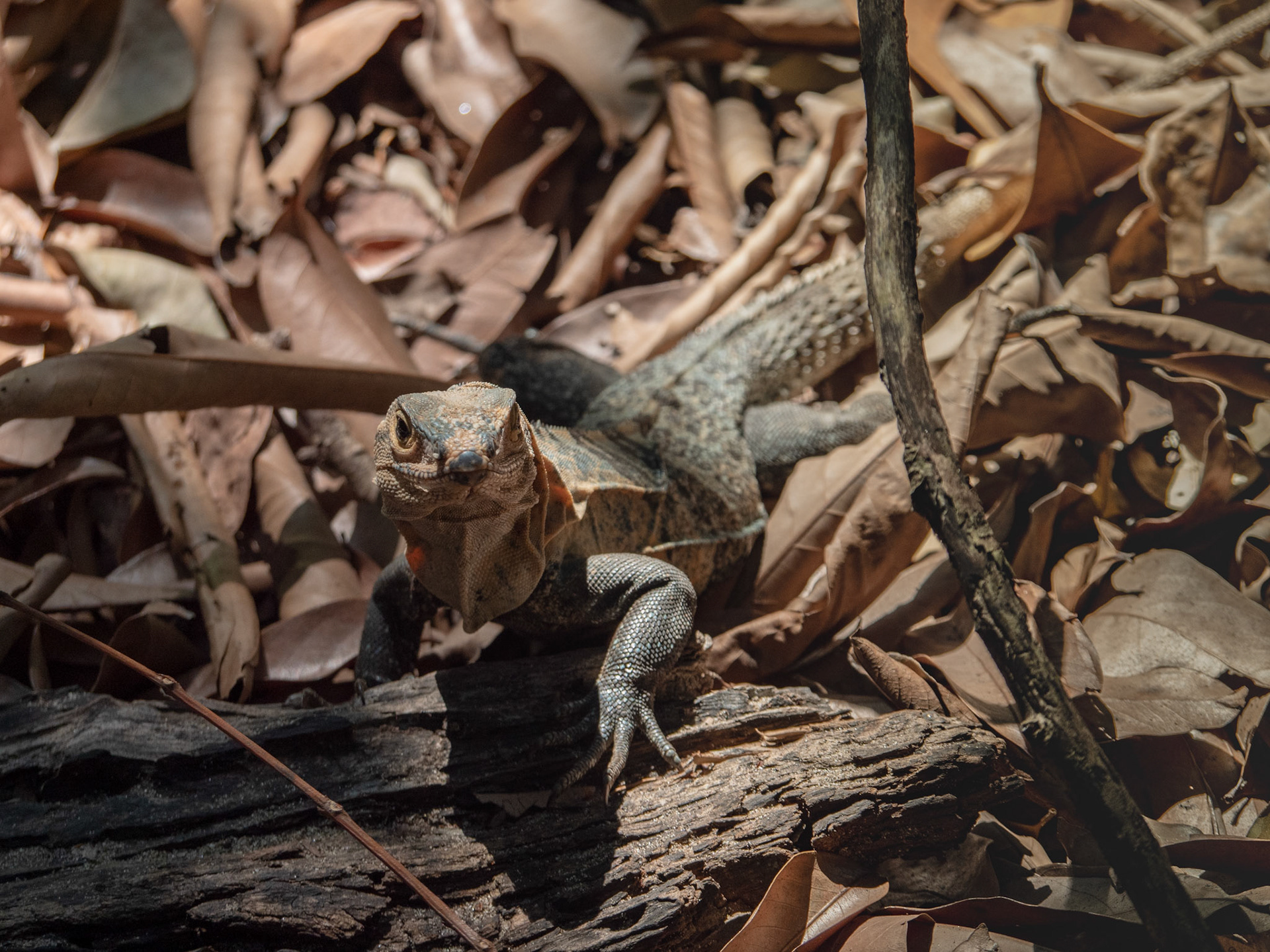 Manuel Antonio National Park, Costa Rica