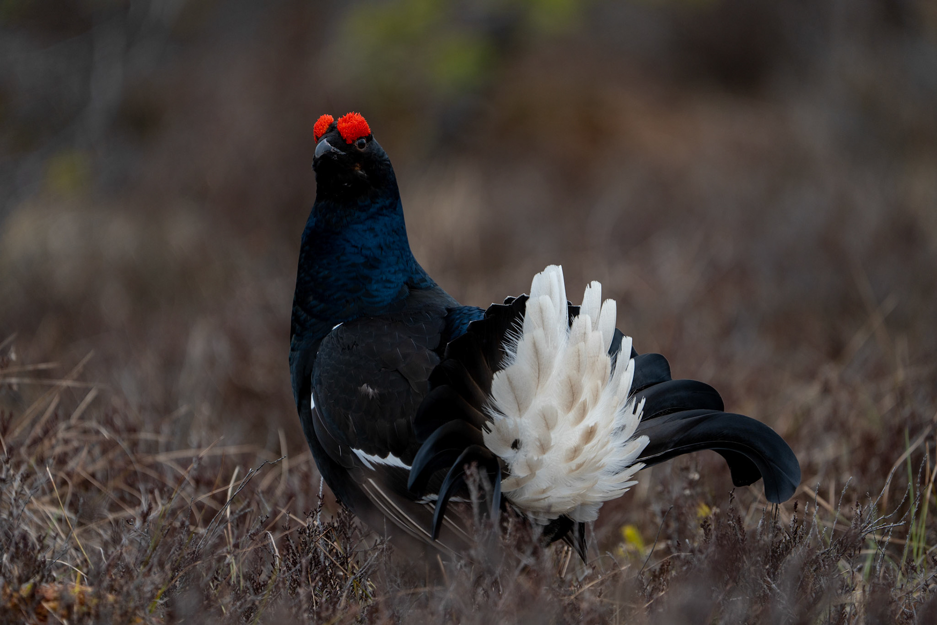 Orre fotografering i Småland m Christer