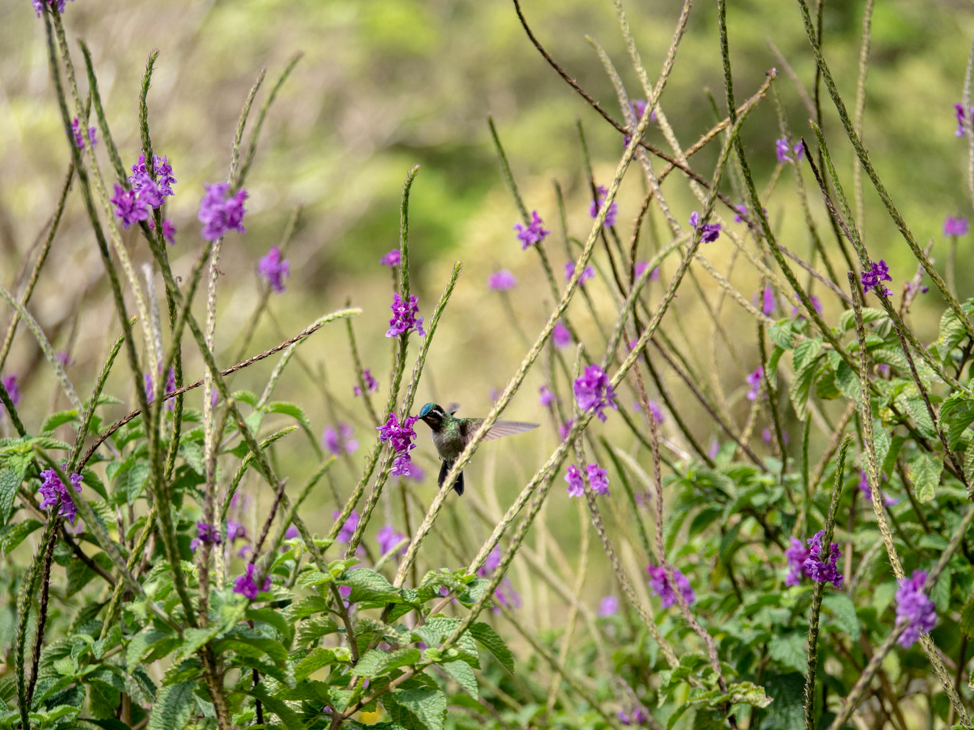White-bellied Mountain-Gem