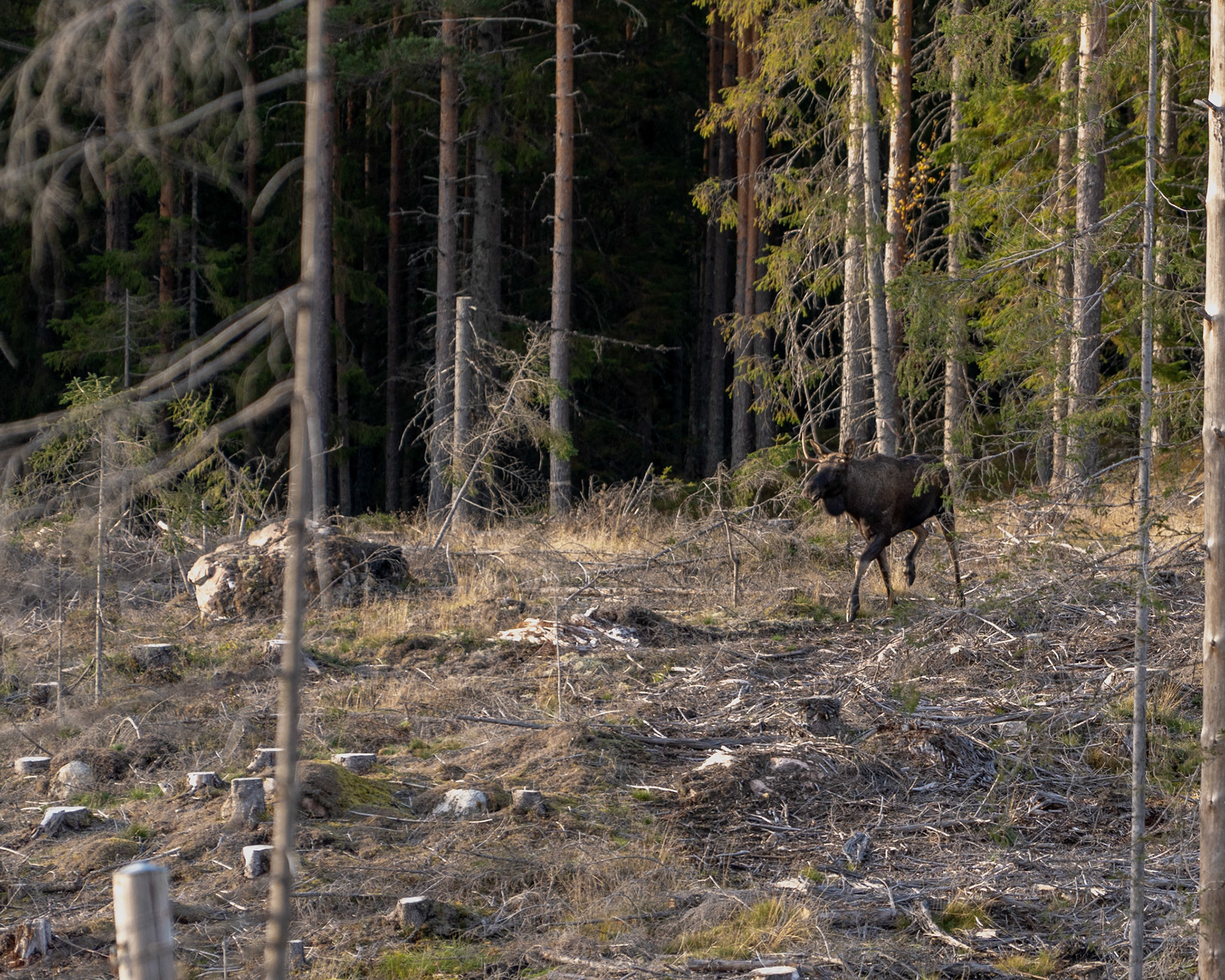 Älgjakt med Tyfors jaktklubb