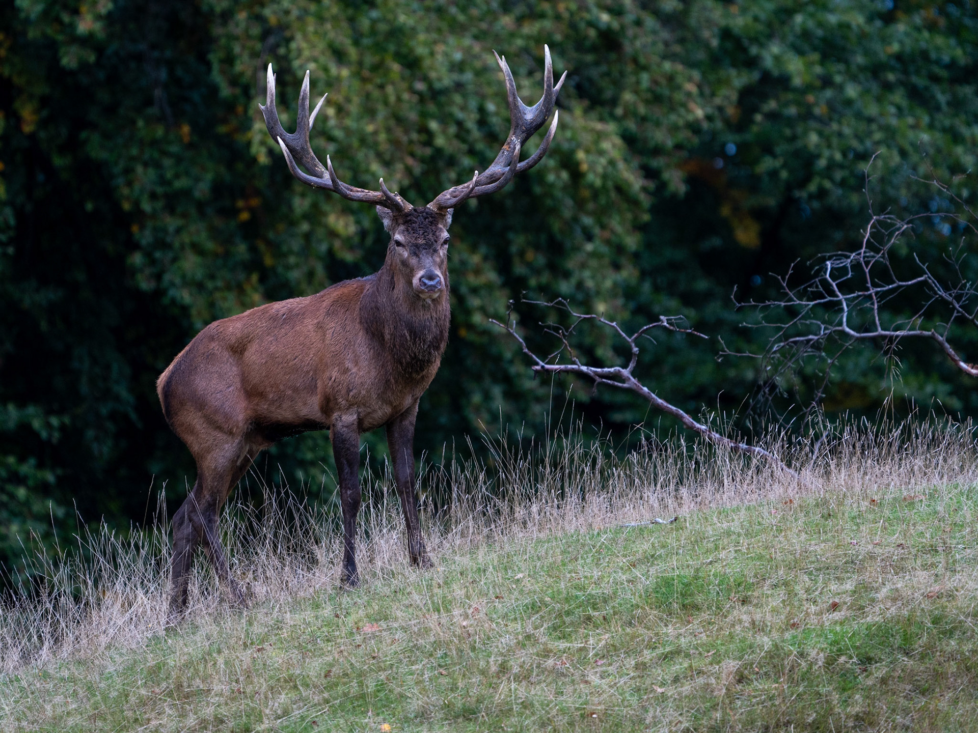 Kronhjort - Red deer - Jægersborg Dyrehave, Denmark