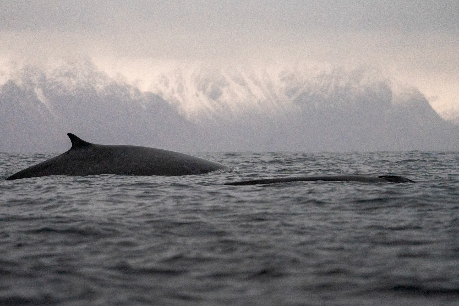 Whales, Troms, Norway