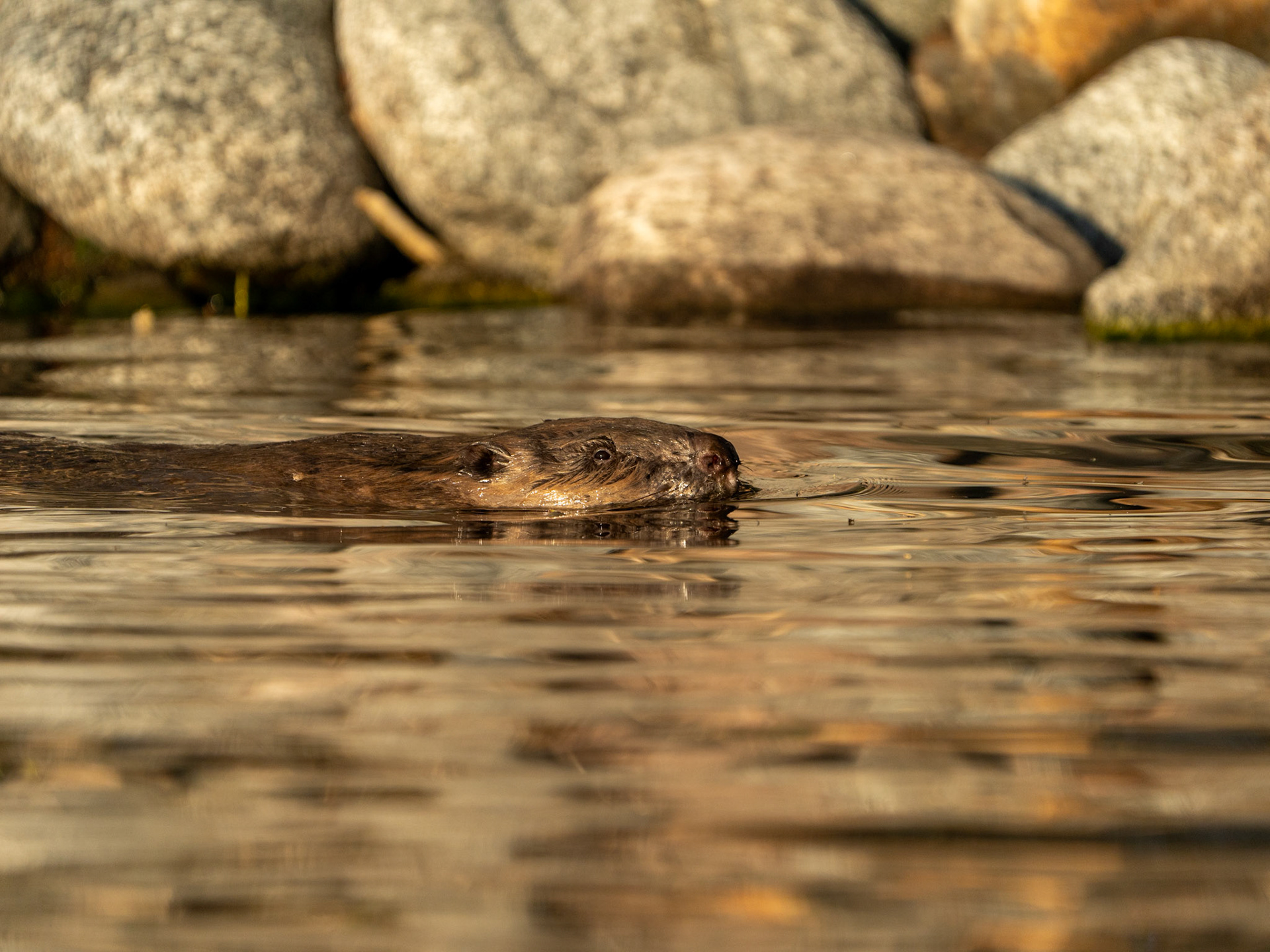 Bäver - Beaver, Mälardalen, Sweden
