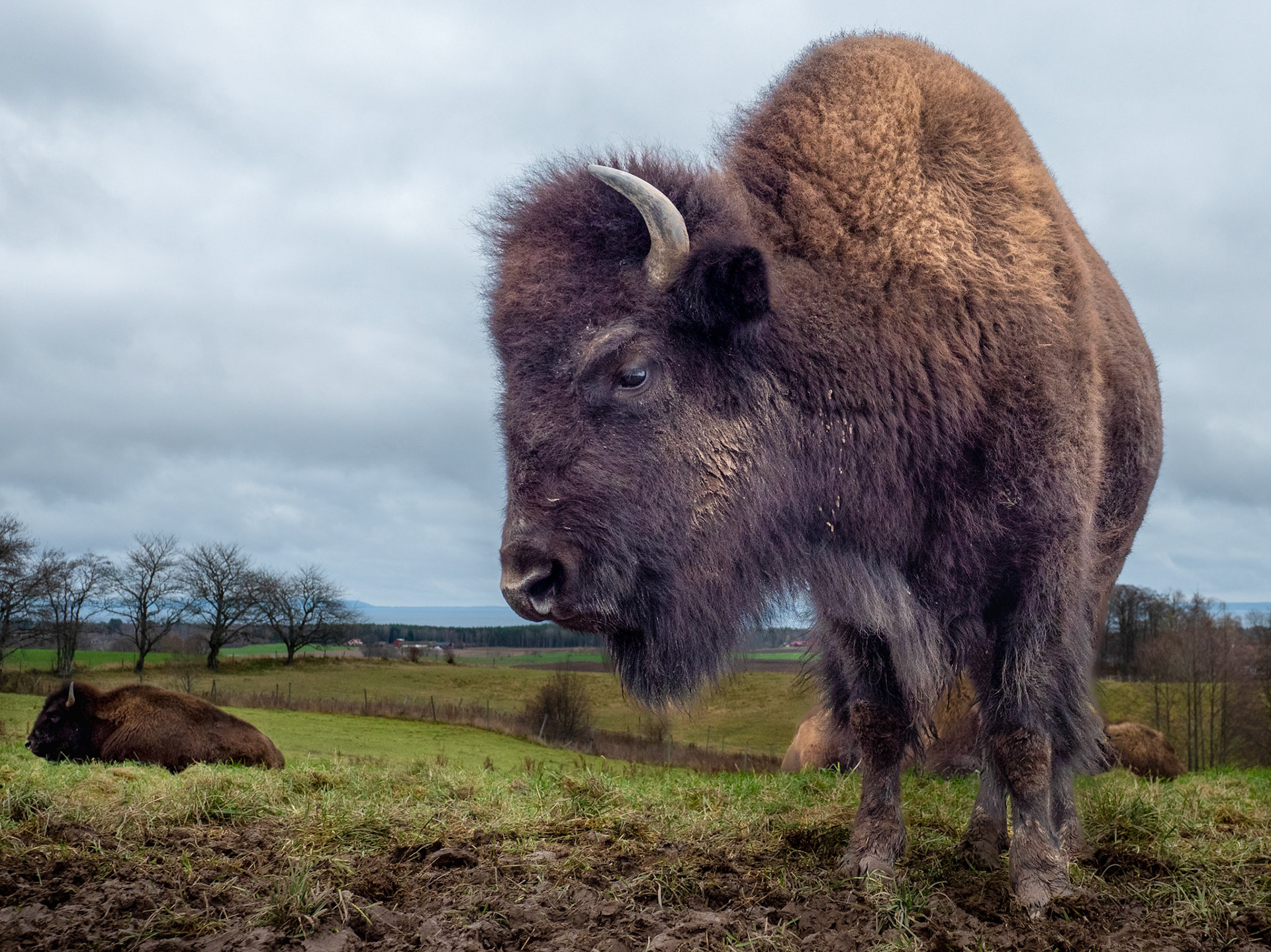 Plains bison - Mobolets Gård, Sweden