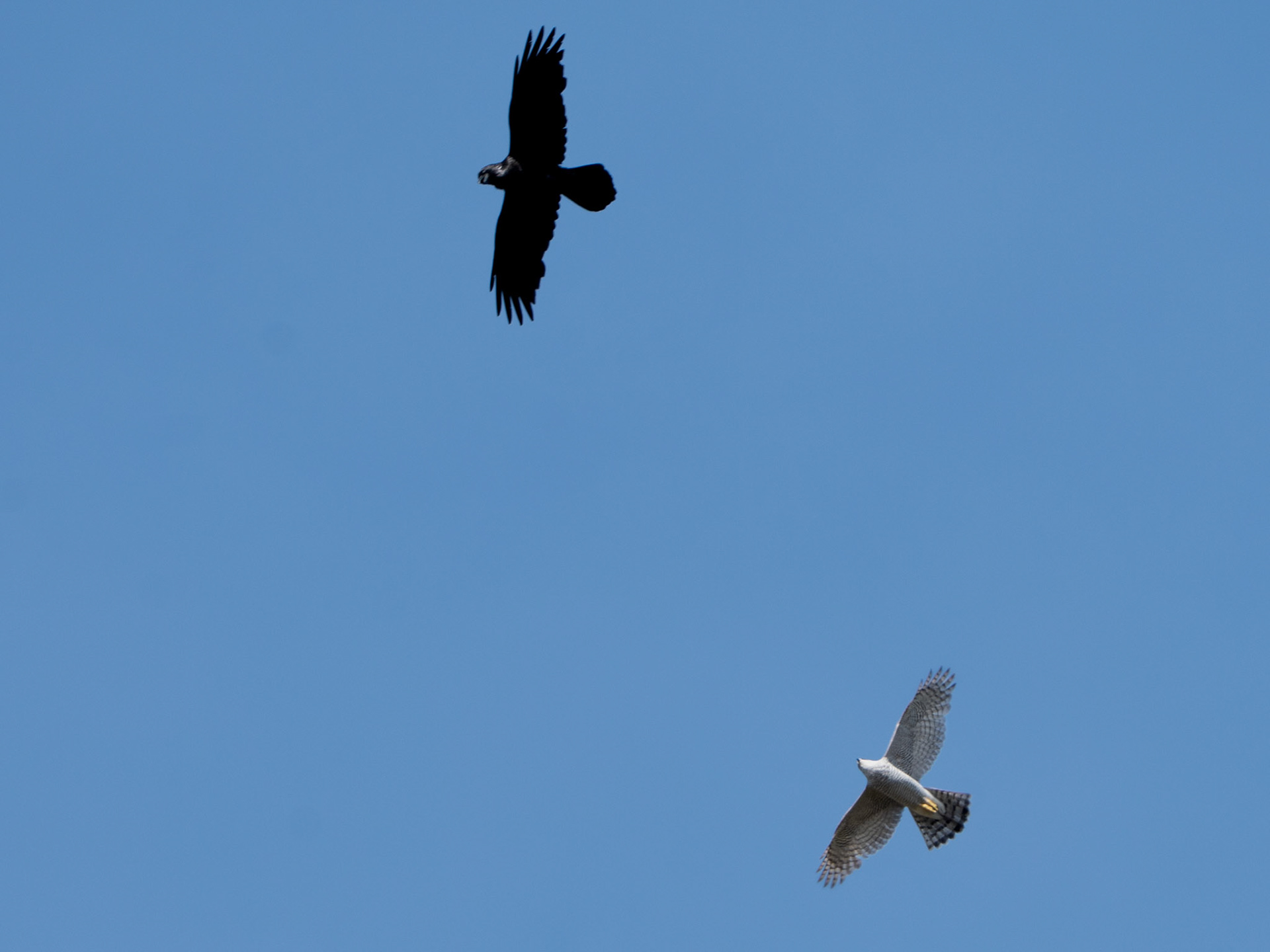 Skuleskogens nationalpark