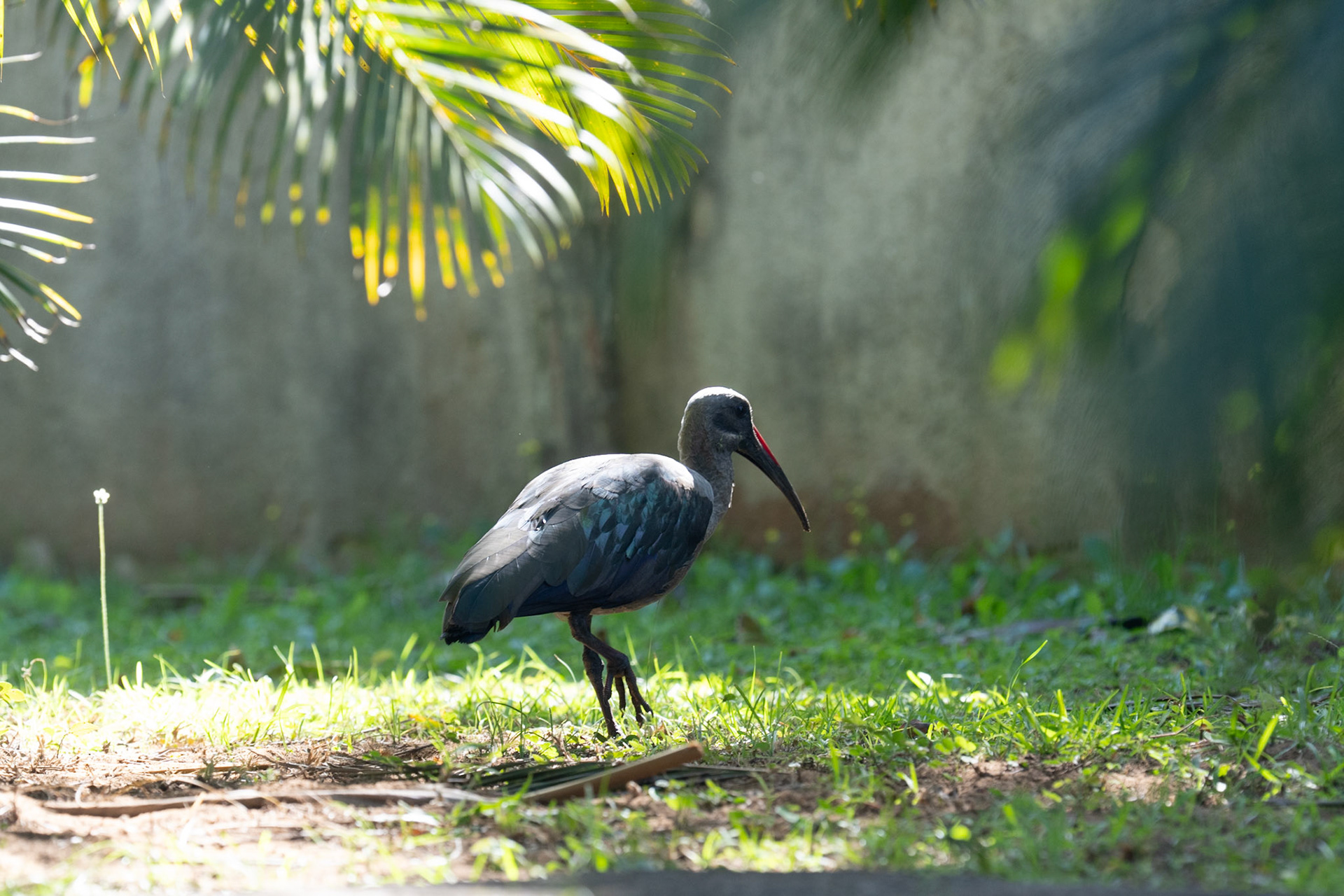 Hadada ibis