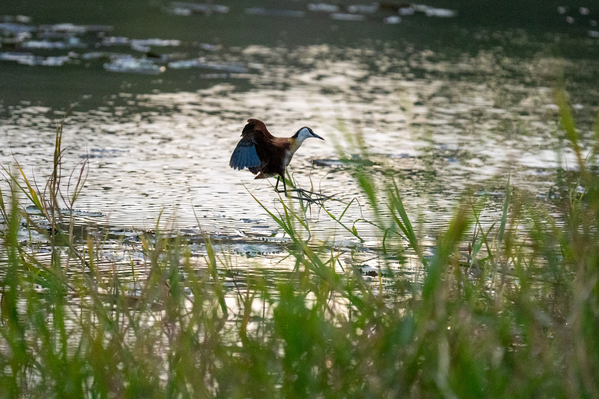 Afrikansk Jacana