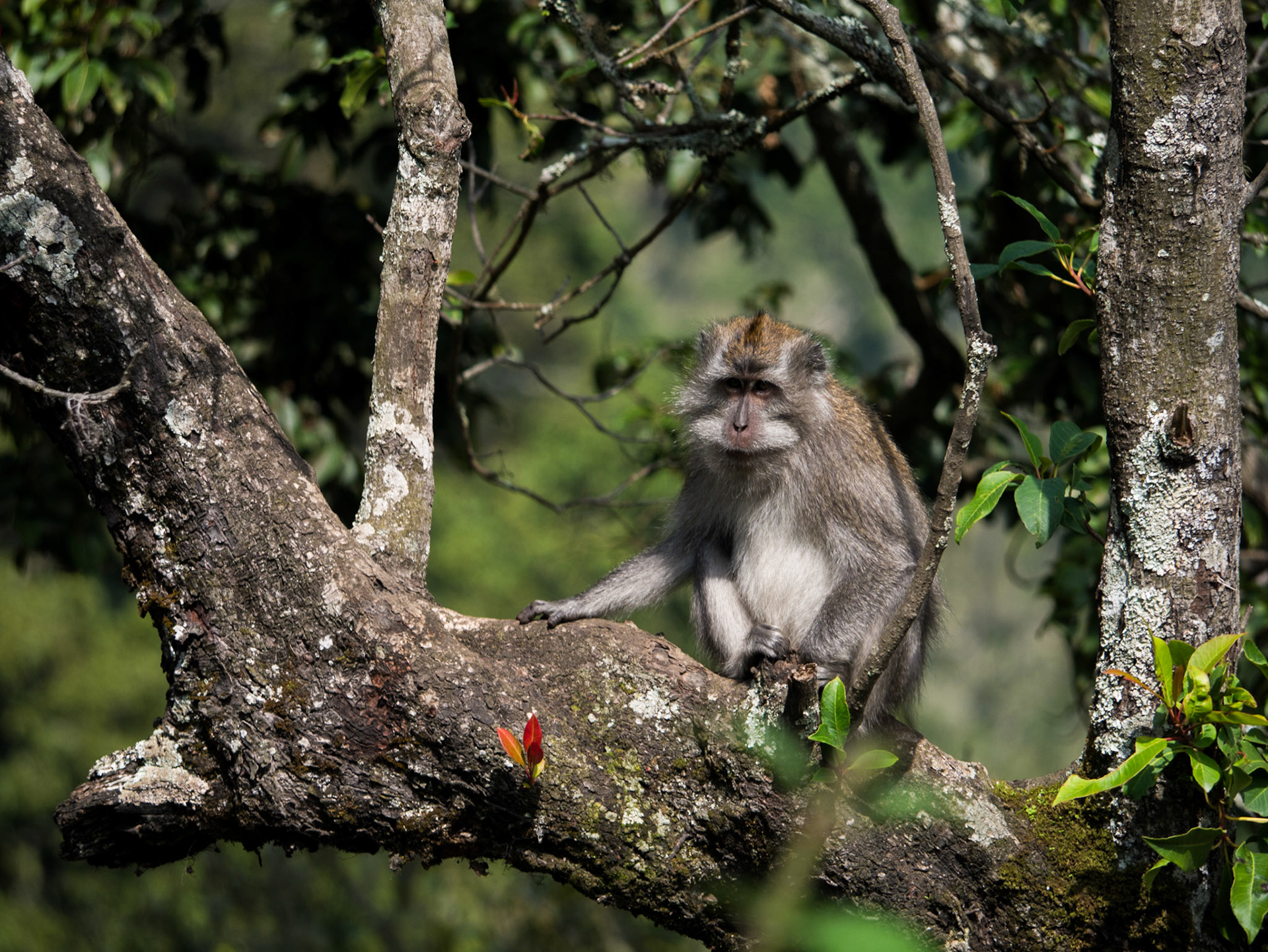 Lombok, vandra till vulkansjön, Indonesien