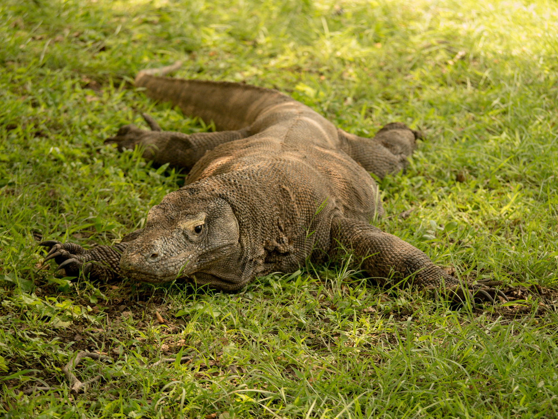 Labuhanbajo &amp; Komodo, Indonesien