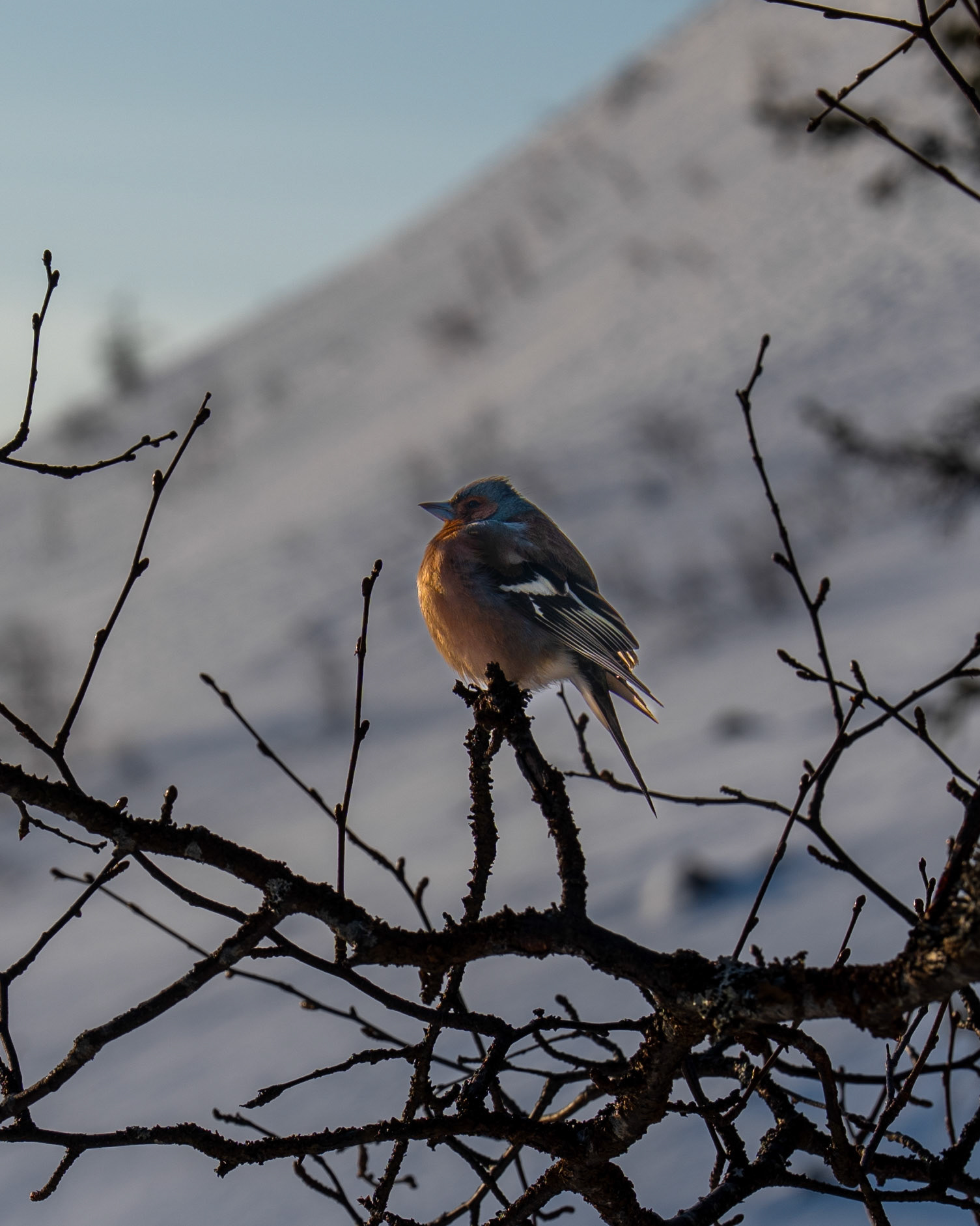 Fulufjällets nationalpark