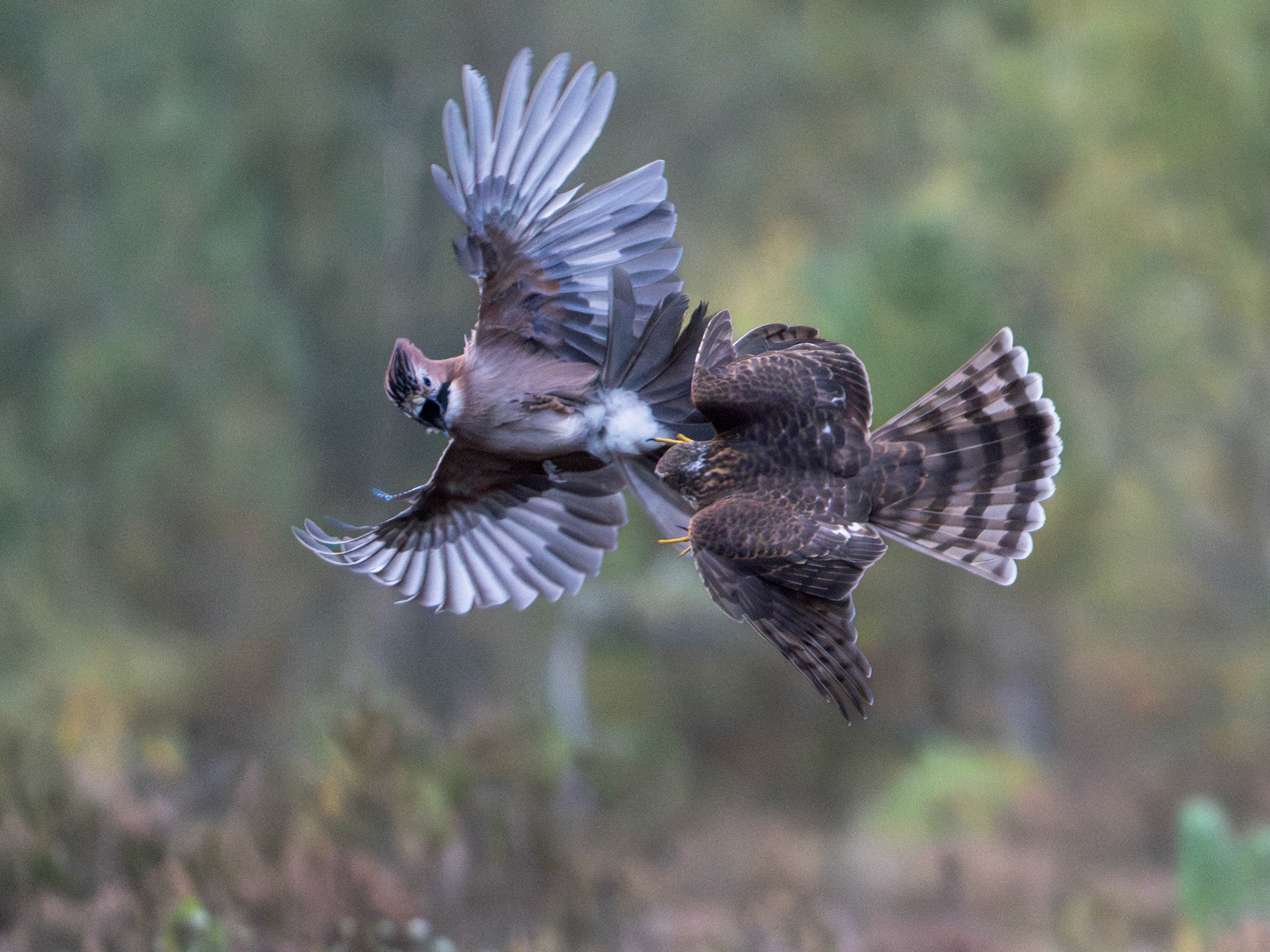 Sparvhök jagar nötskrika