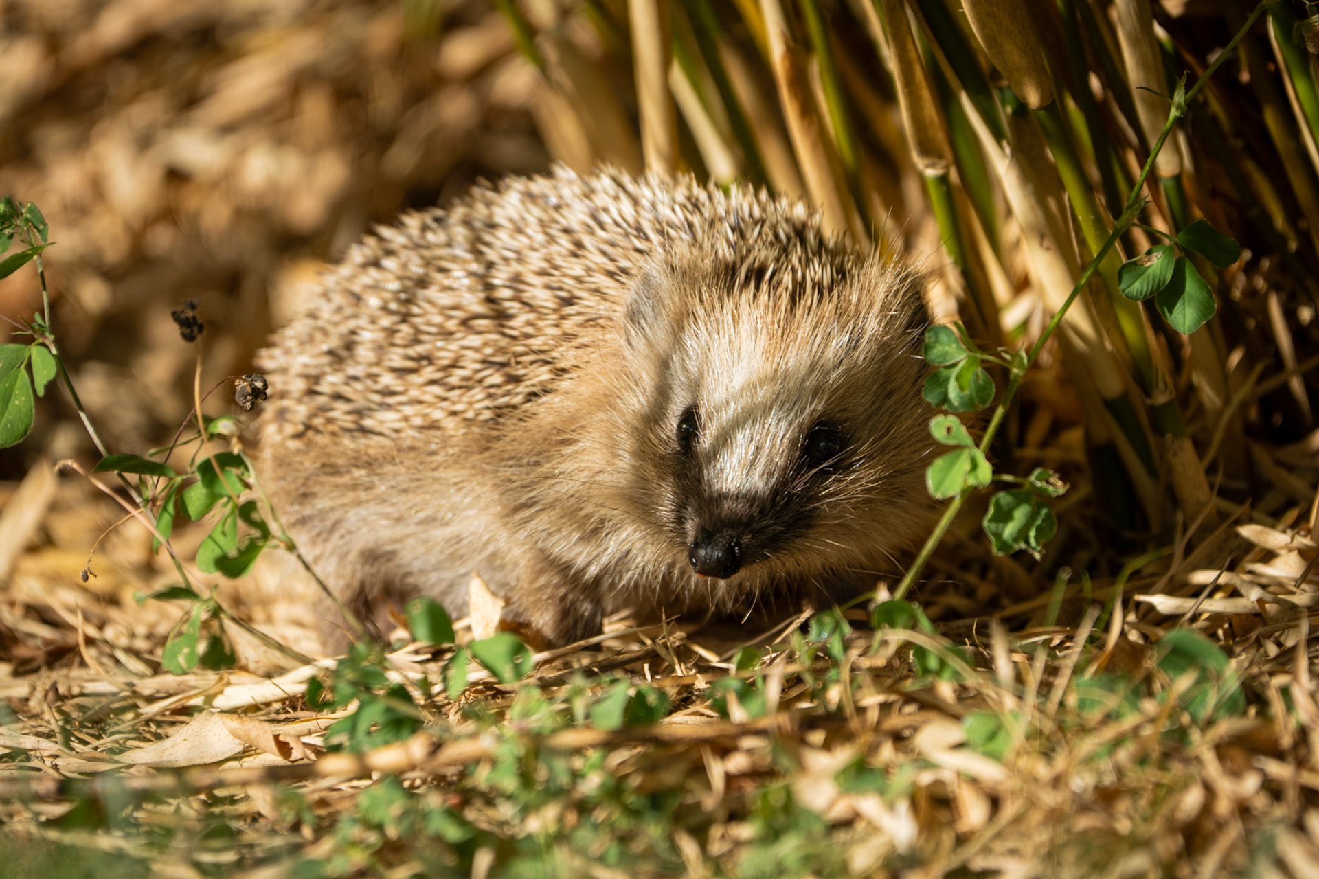 Igelkotte - Hedgehog, Löddeköpinge, Sweden