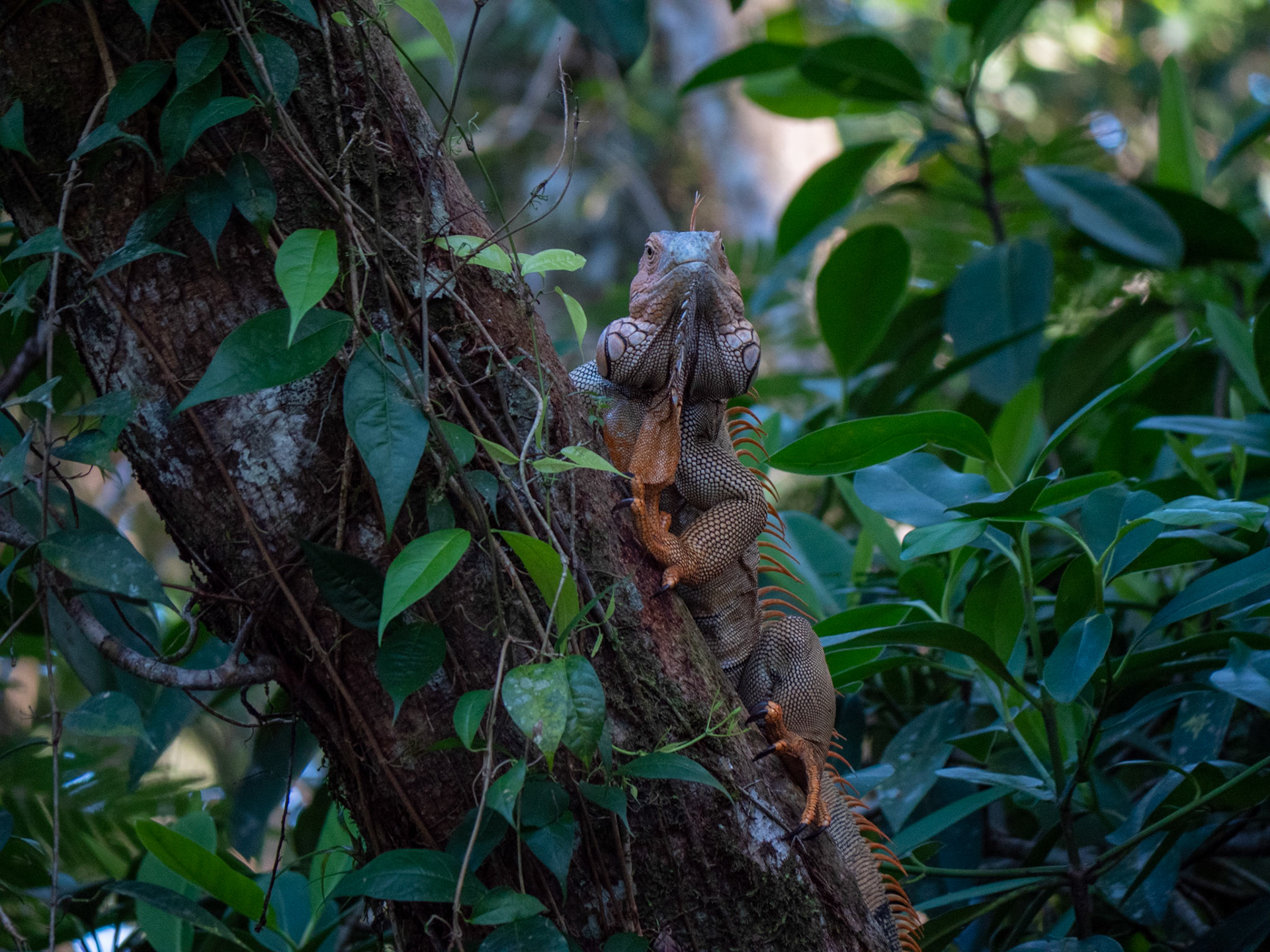 Costa Rica