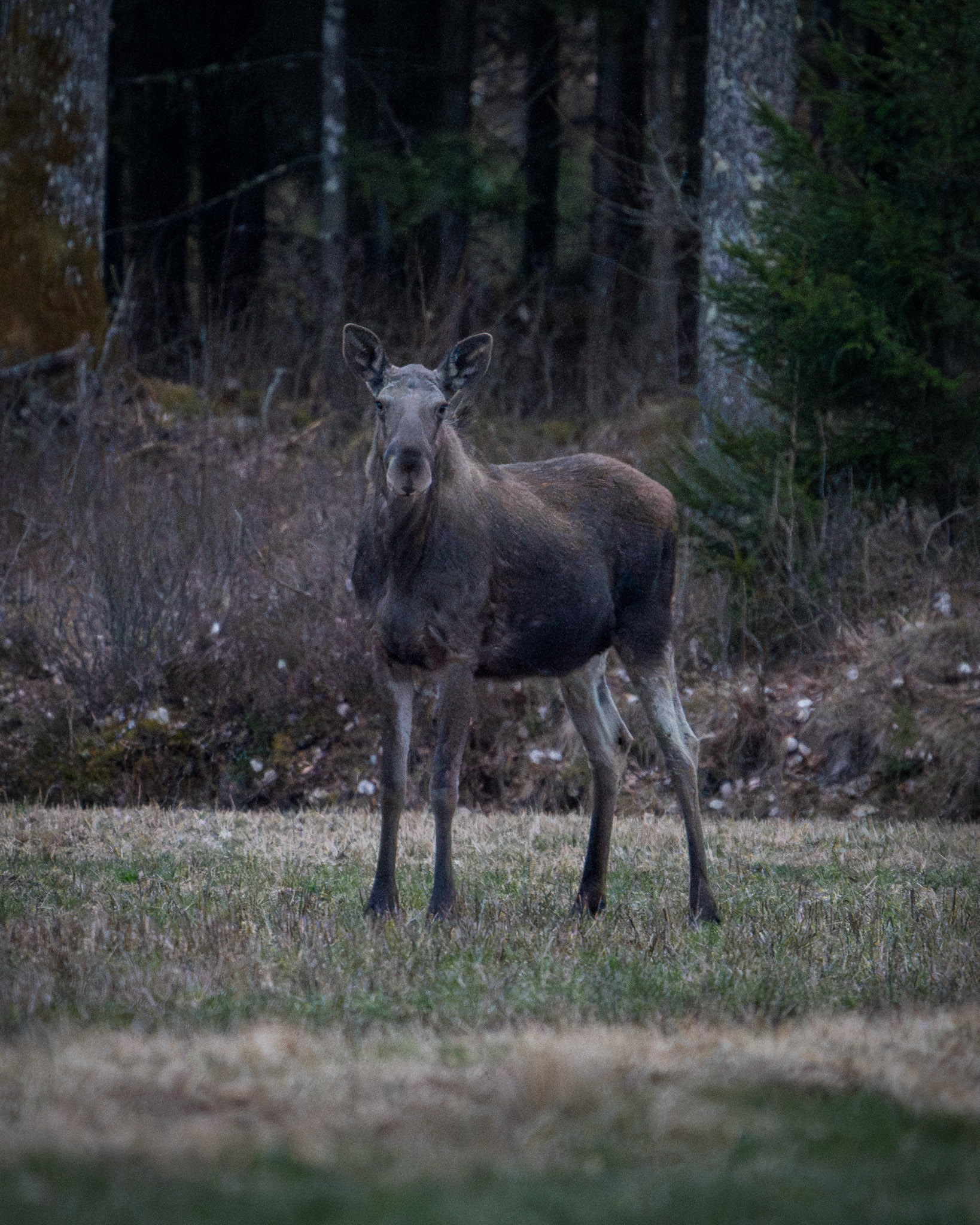 Älg - Moose, Småland
