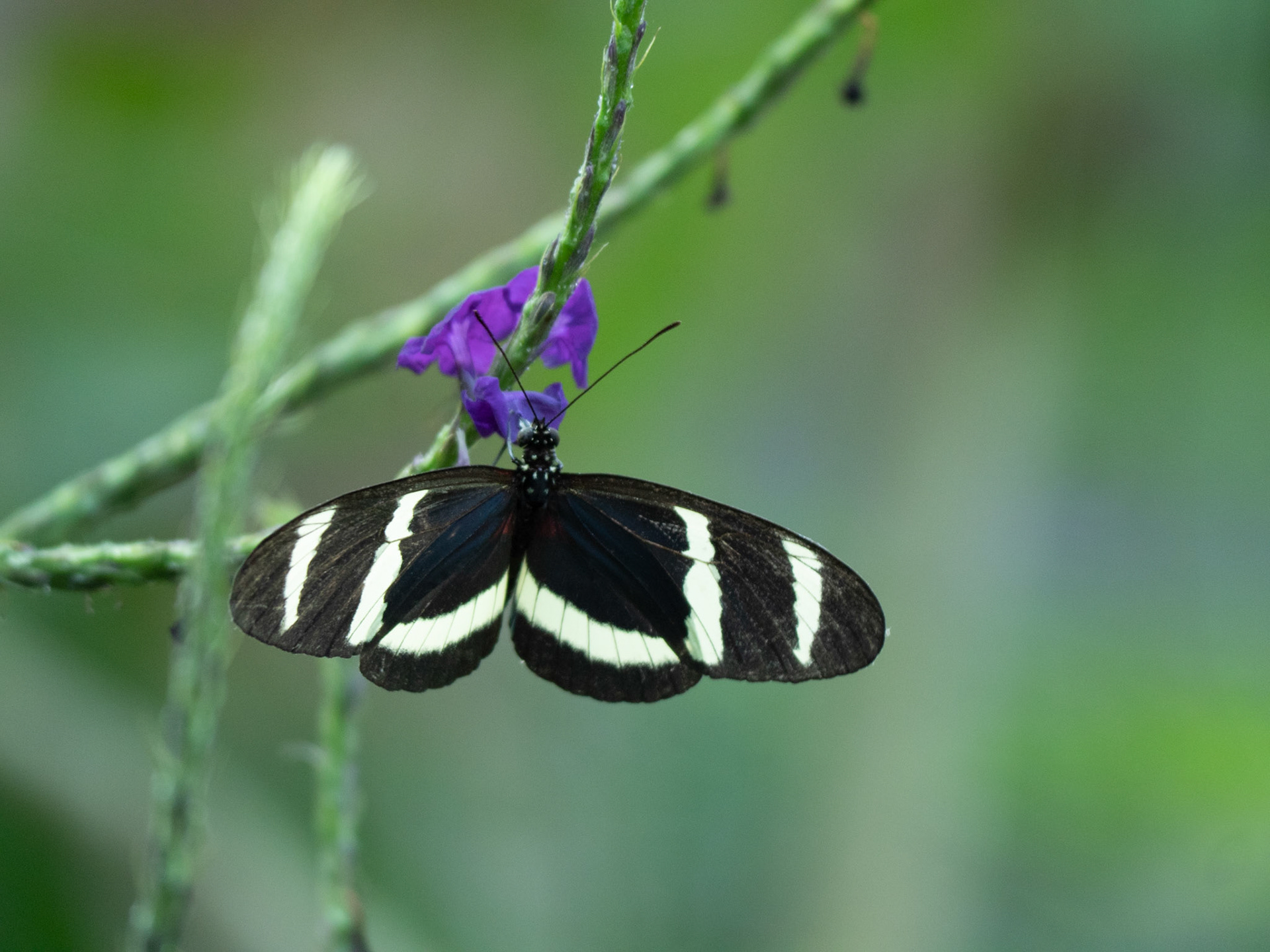 Costa Rica