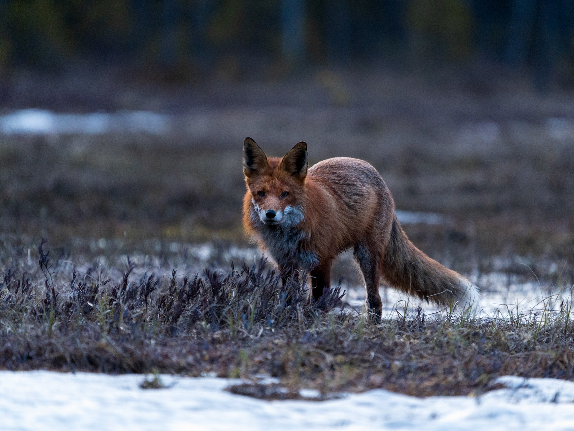 Rödräv - red fox - Hammarstrand, Sweden