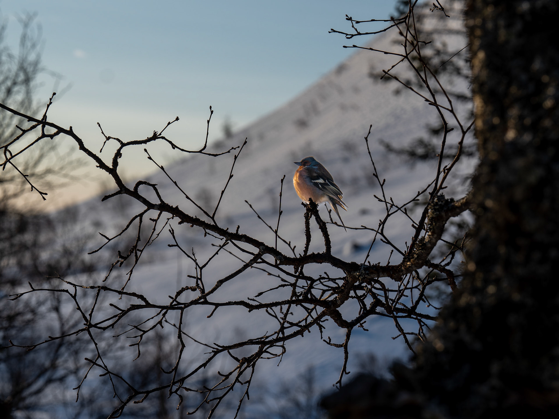Fulufjällets nationalpark