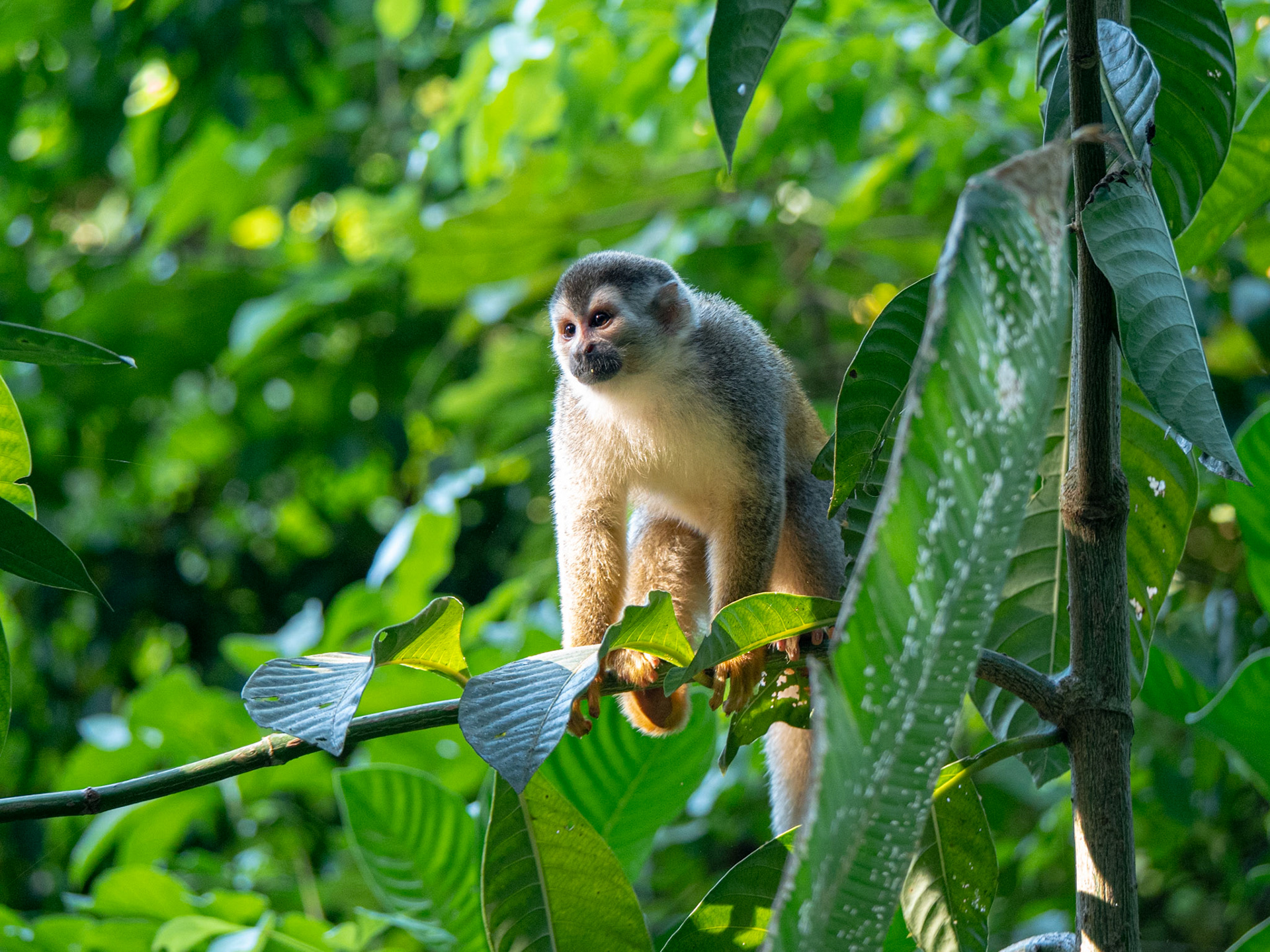 Manuel Antonio National Park, Costa Rica