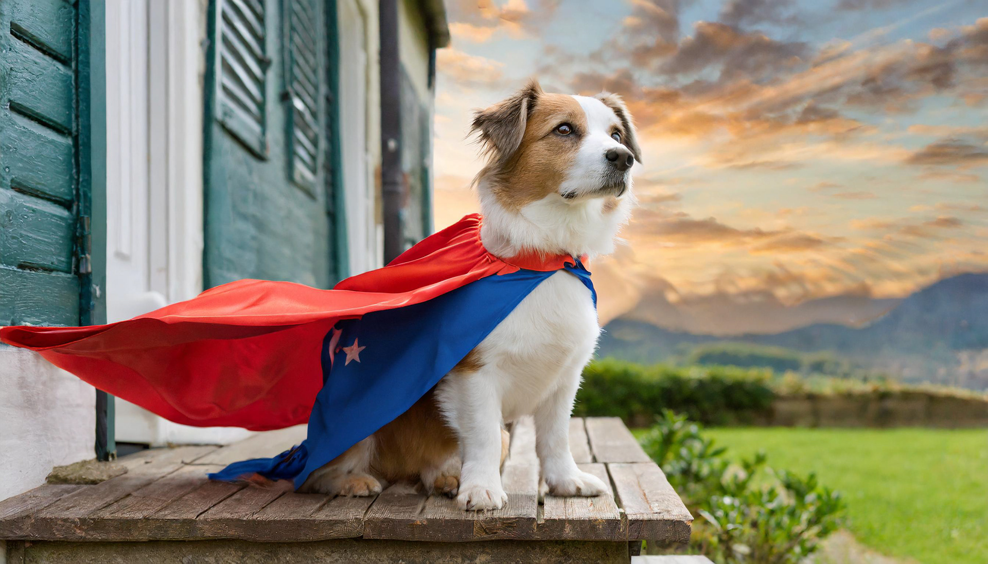 Trouwe hond
