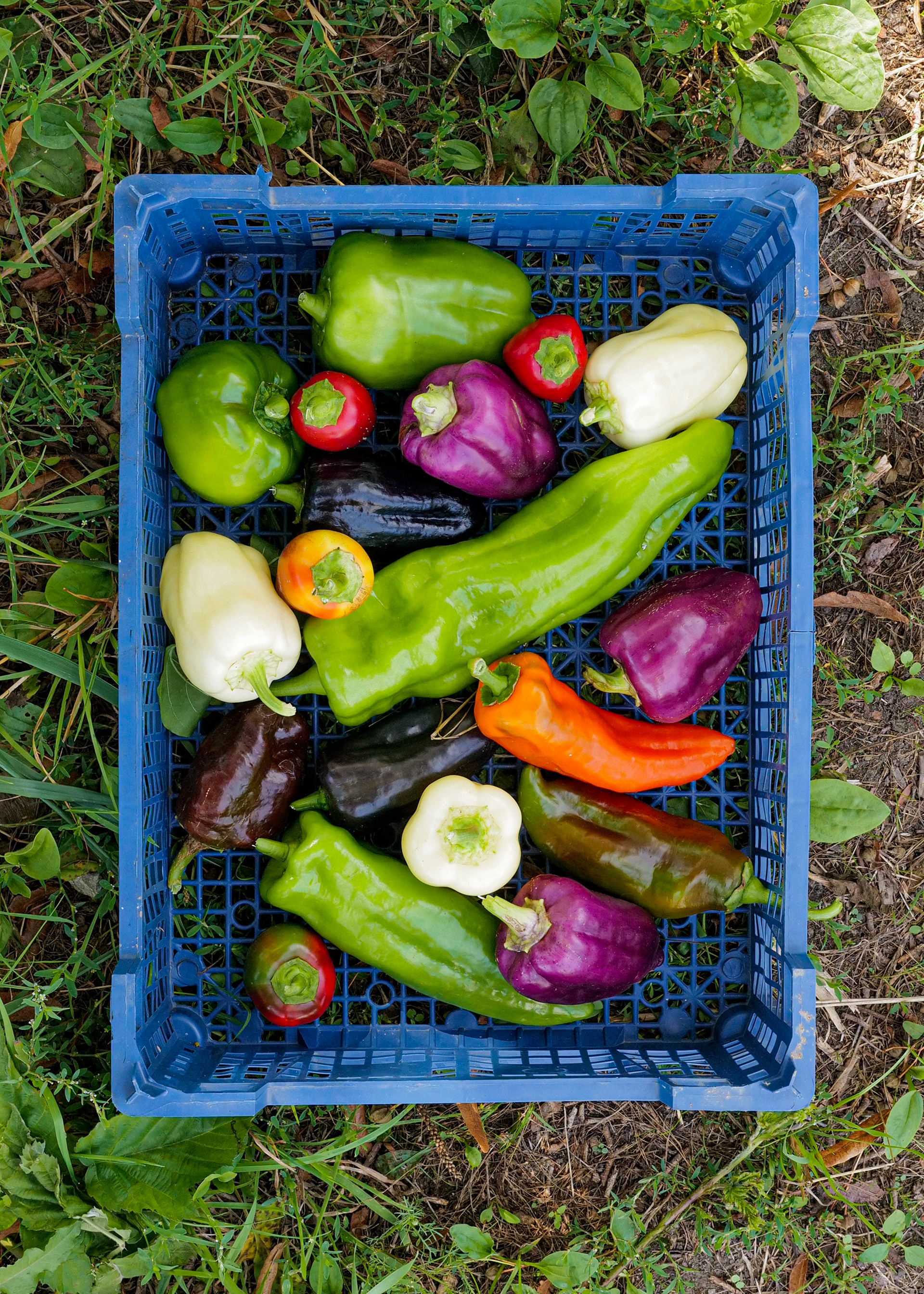 Poivrons - Pierre Gayet / Domaine des Vernins