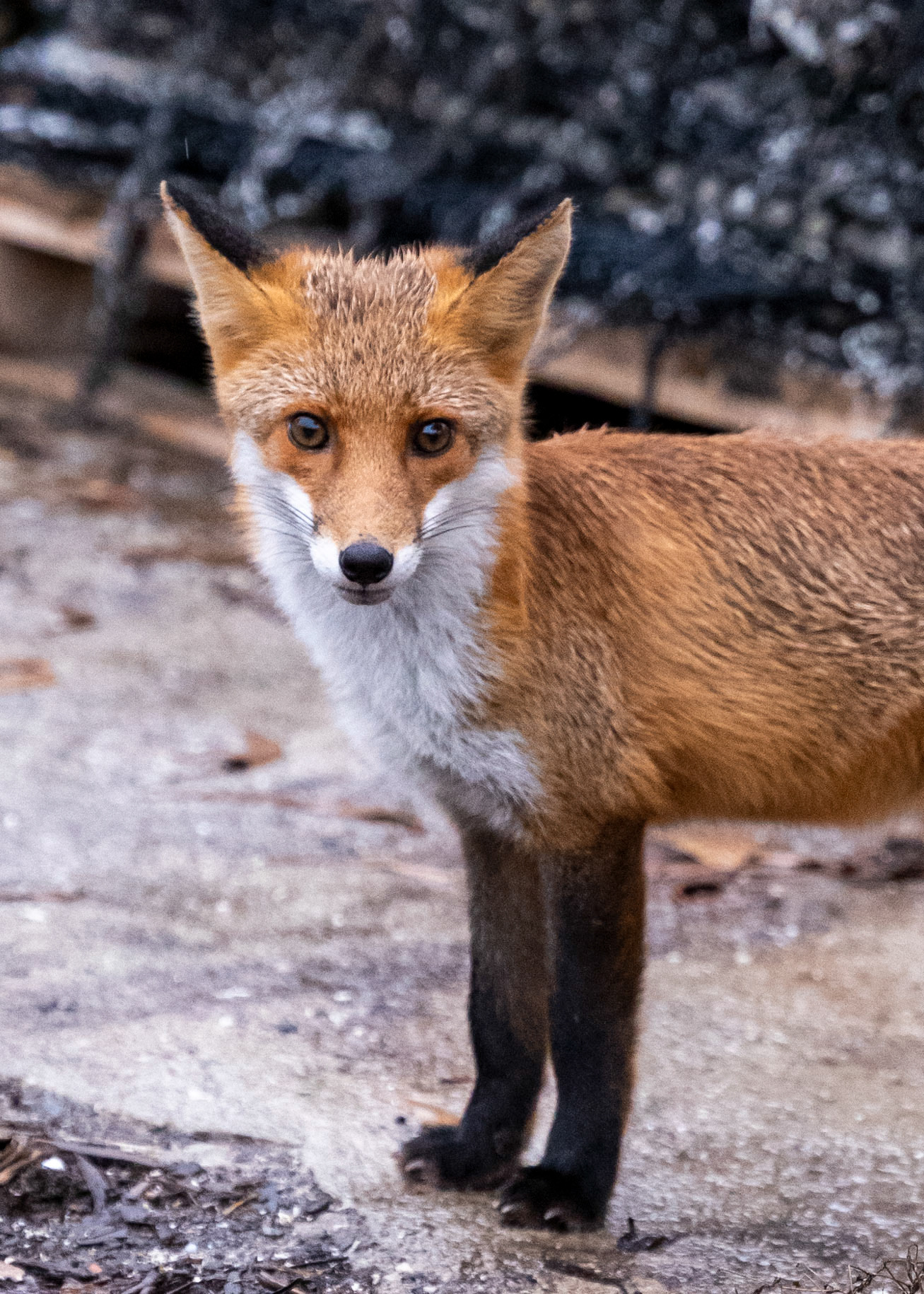 Renard d'eau
