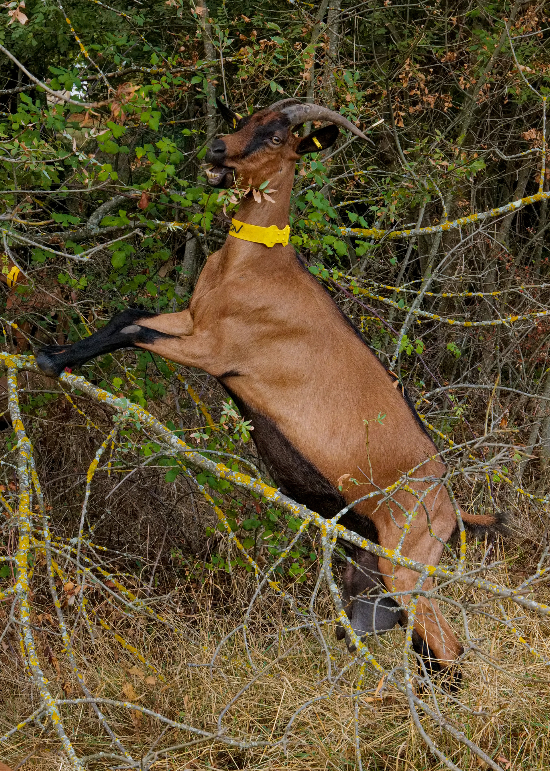 GAEC La Biquette de la Jaubernie