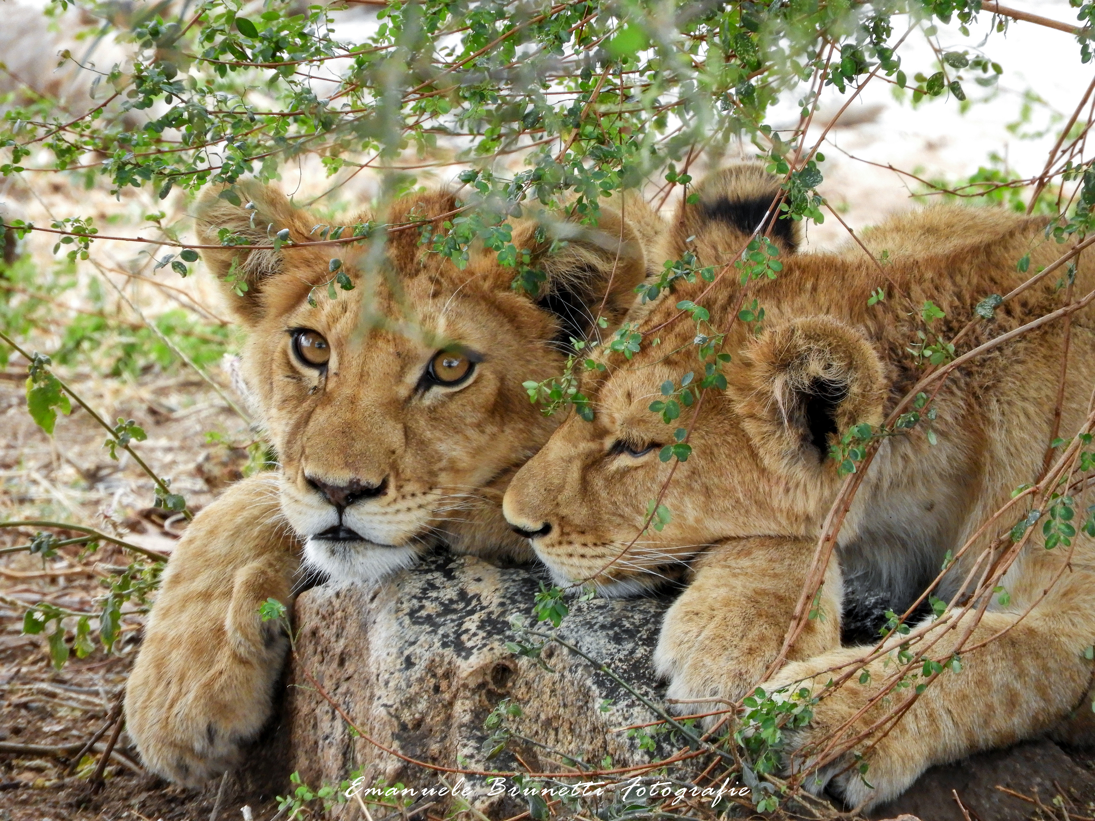 Tanzania - Serengeti National Park