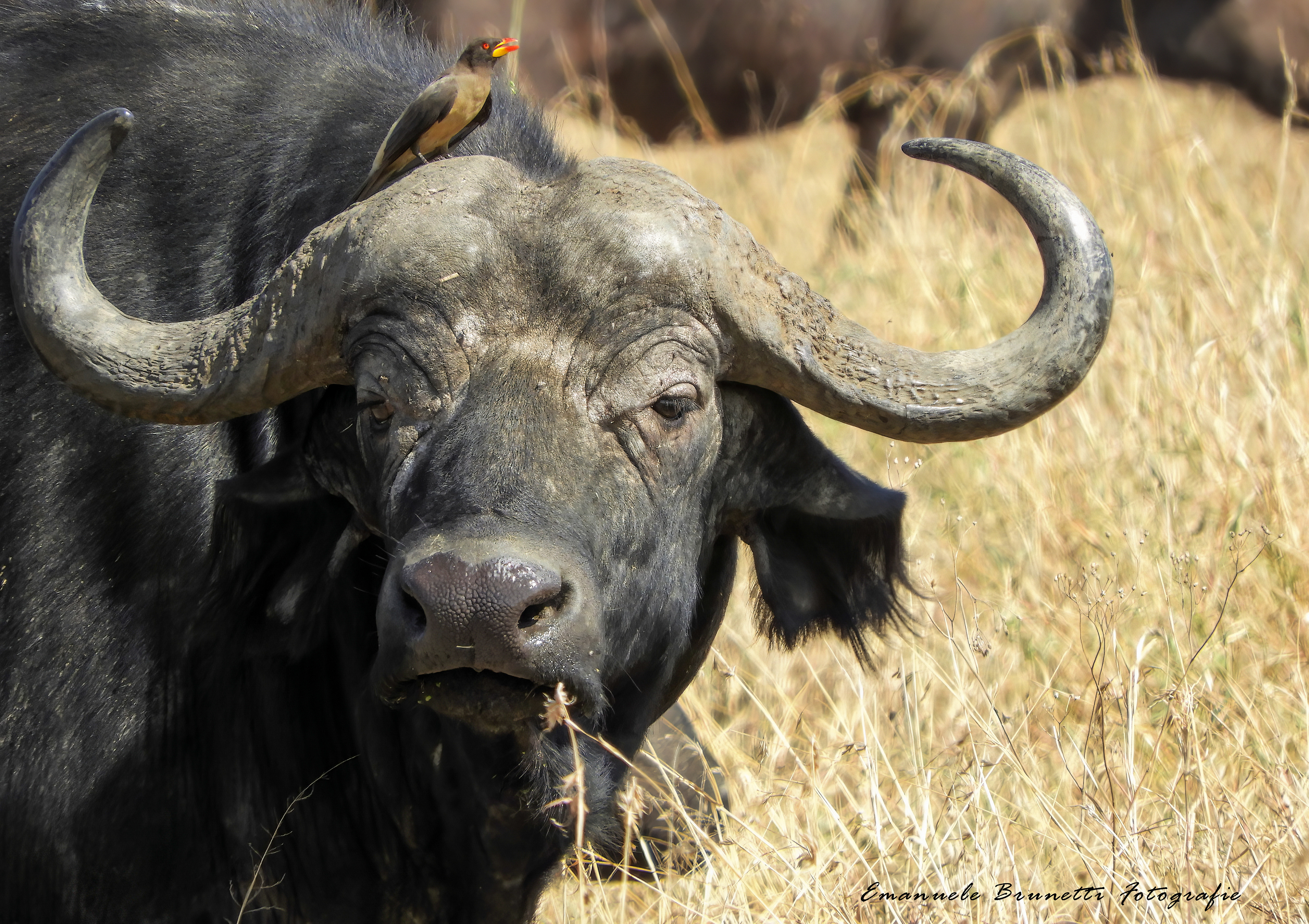 Tanzania - Serengeti National Park