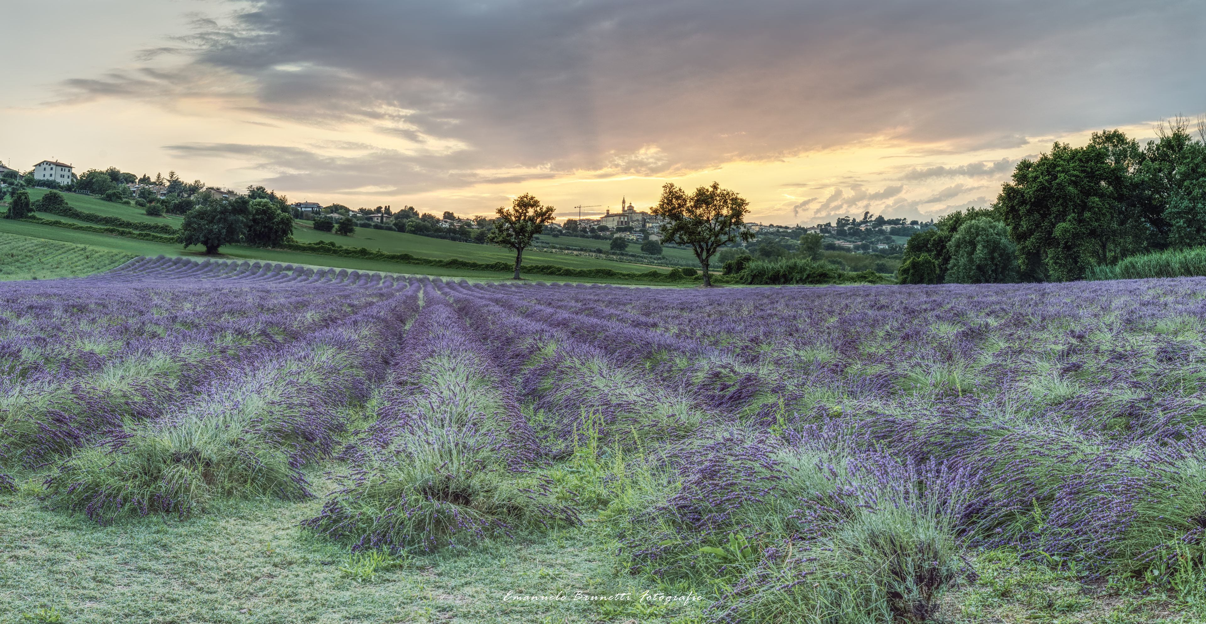 Lavanda - Corinaldo (AN)