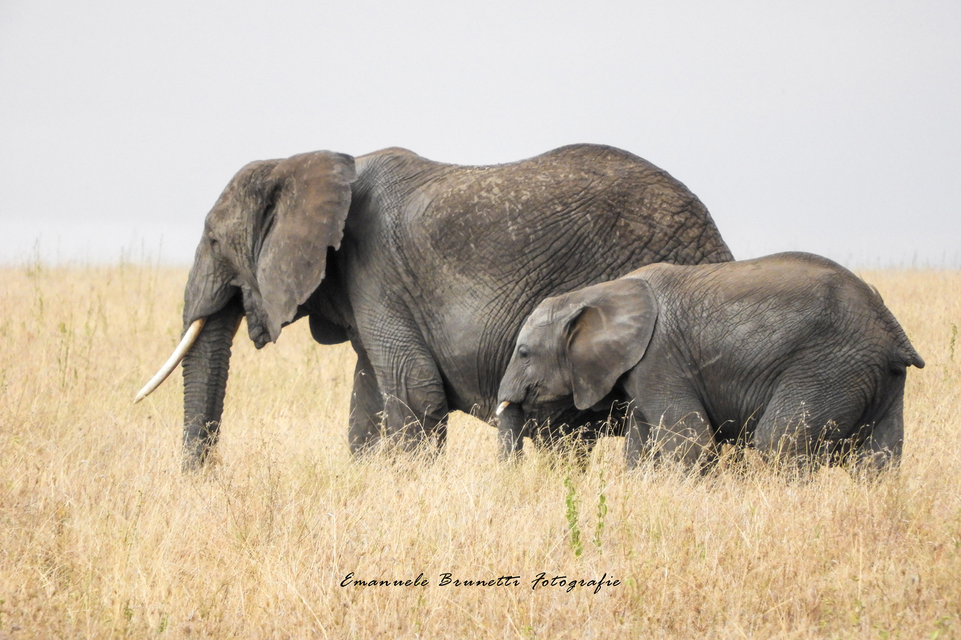 Tanzania - Serengeti National Park
