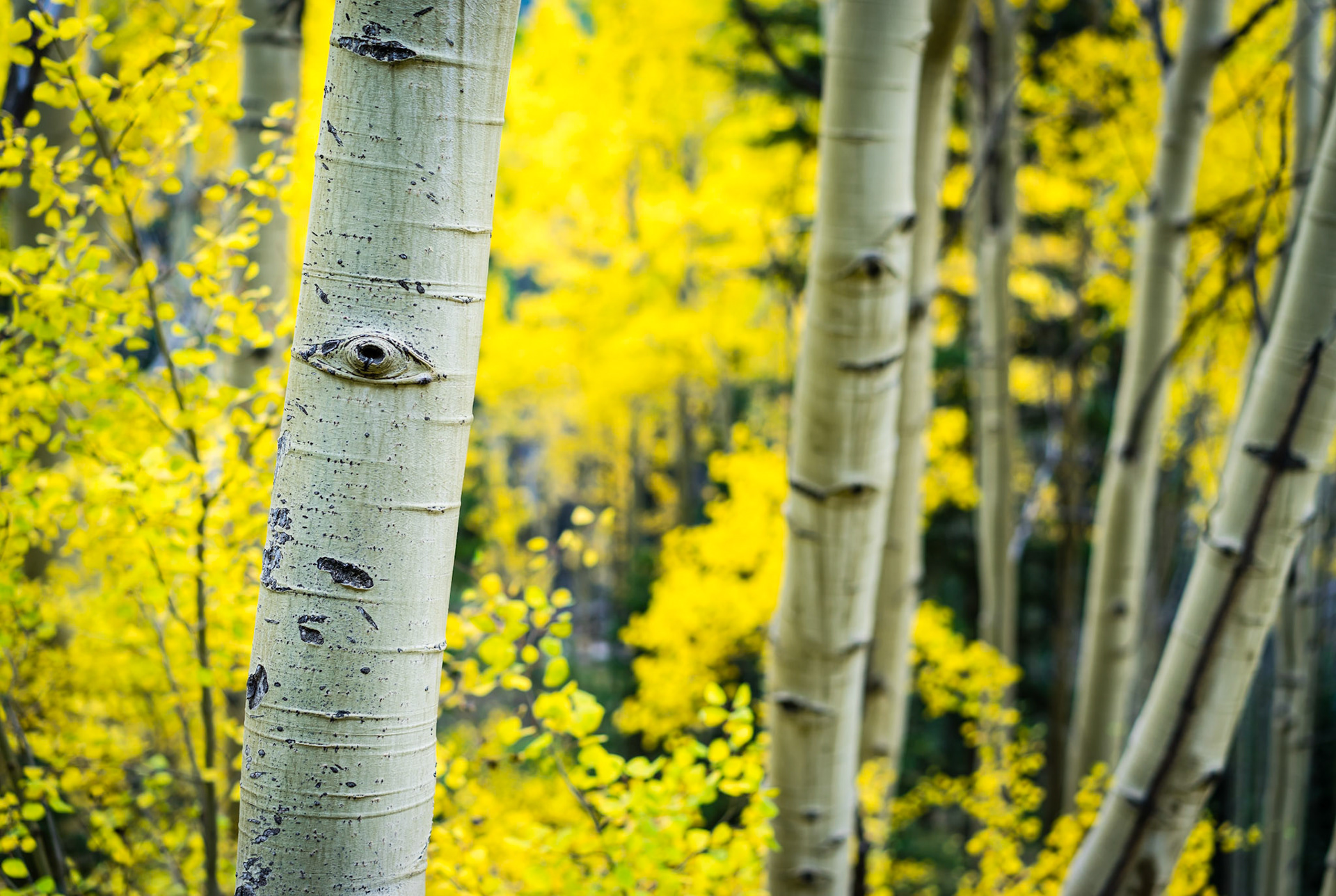 Aspens