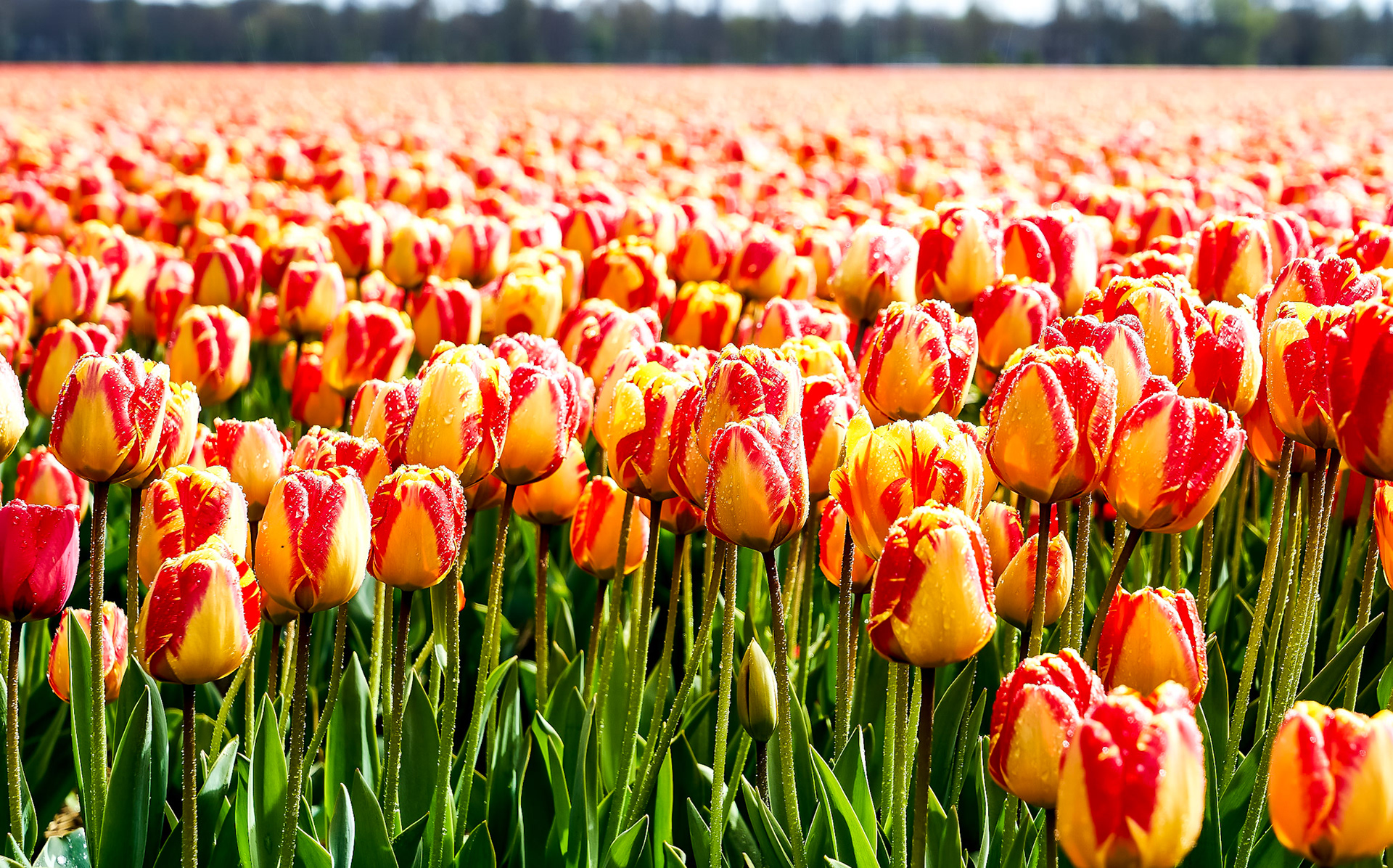 Amsterdam, Netherlands