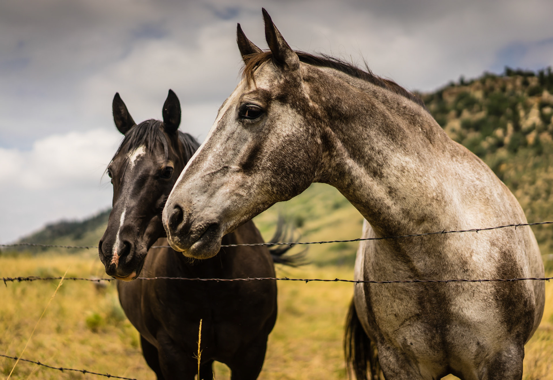Red Rock Horses
