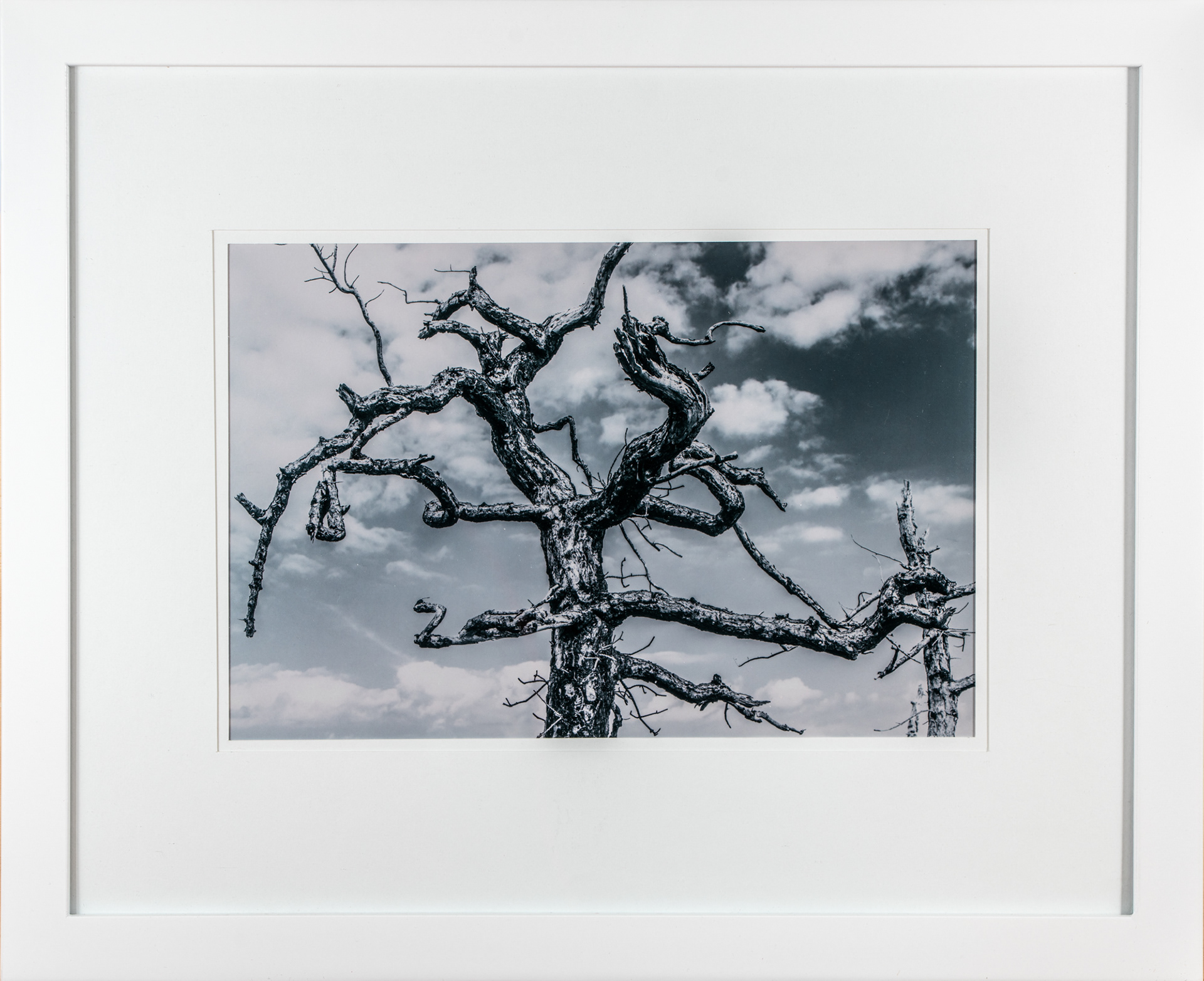 C-Print on Metallic Paper
