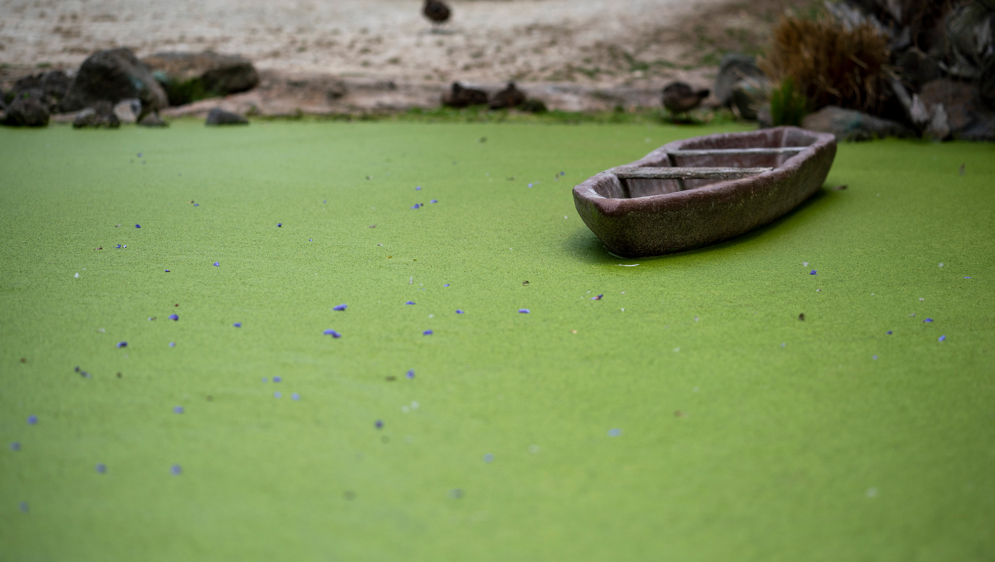 The Green Lake