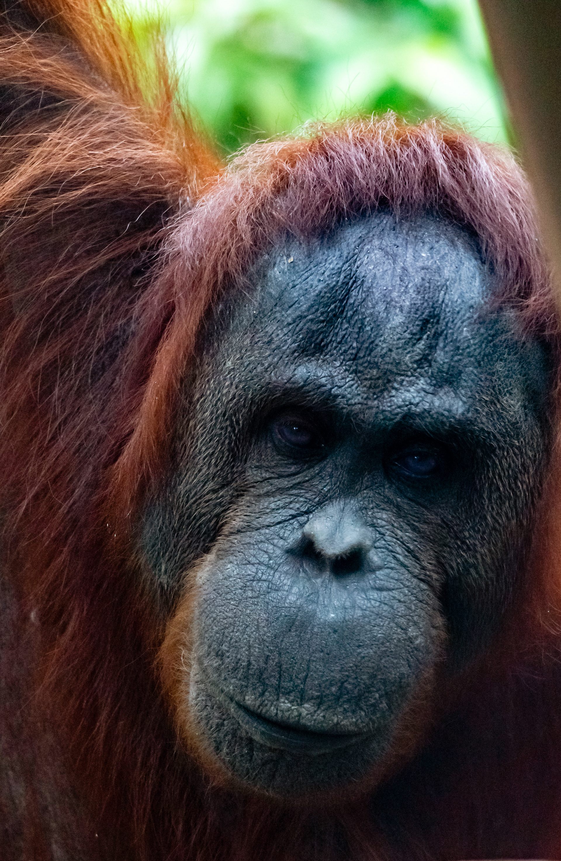 Orang-Utang