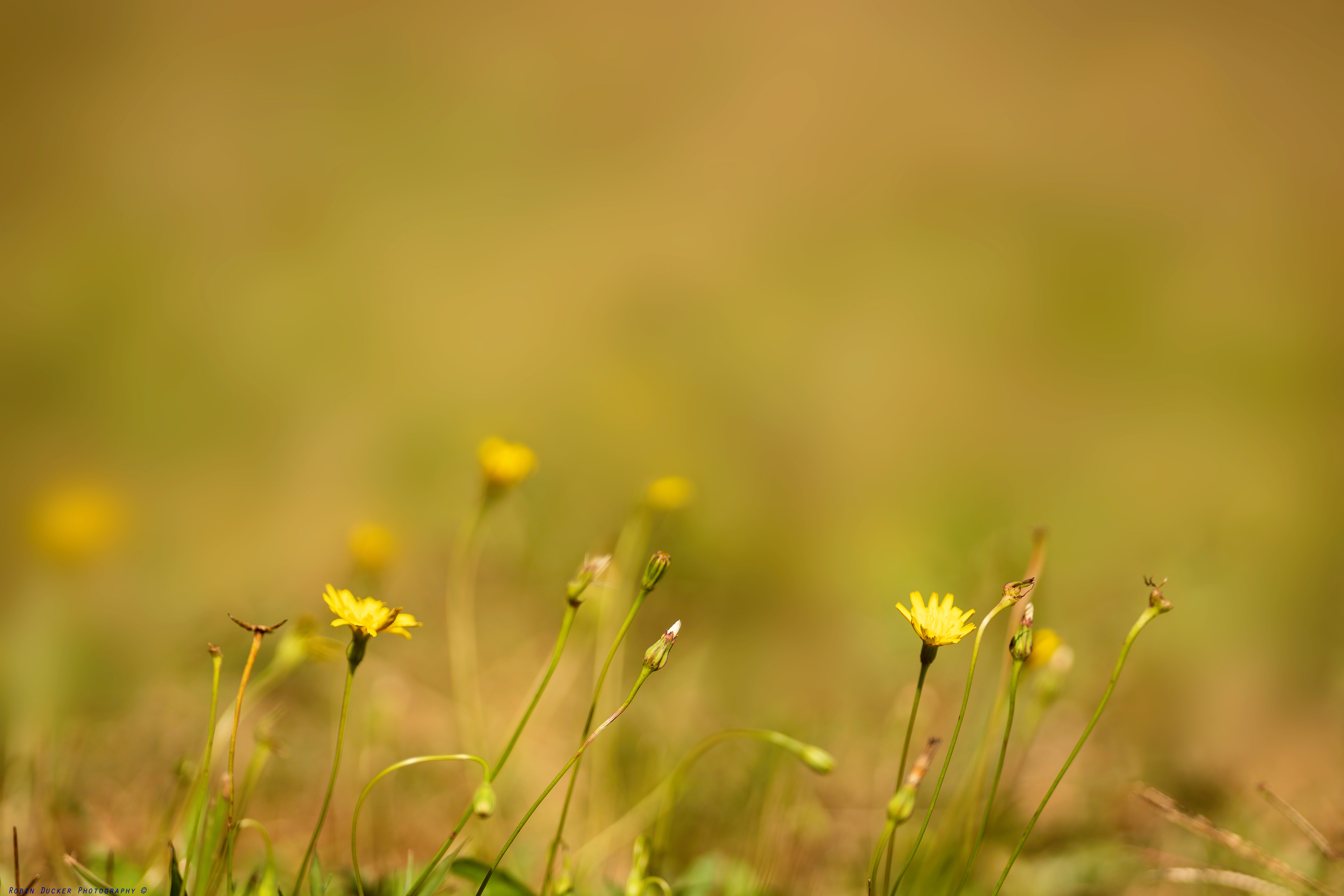 Fields Of Gold