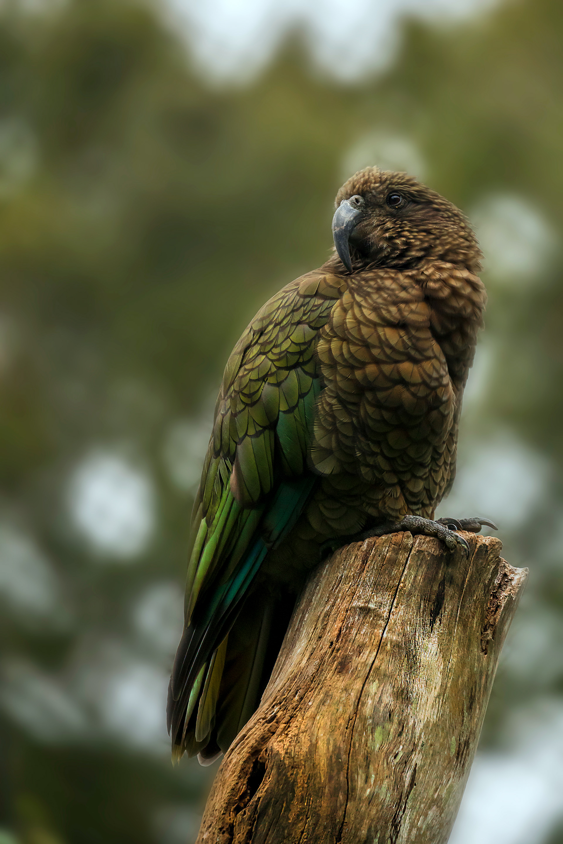 A quiet Kea