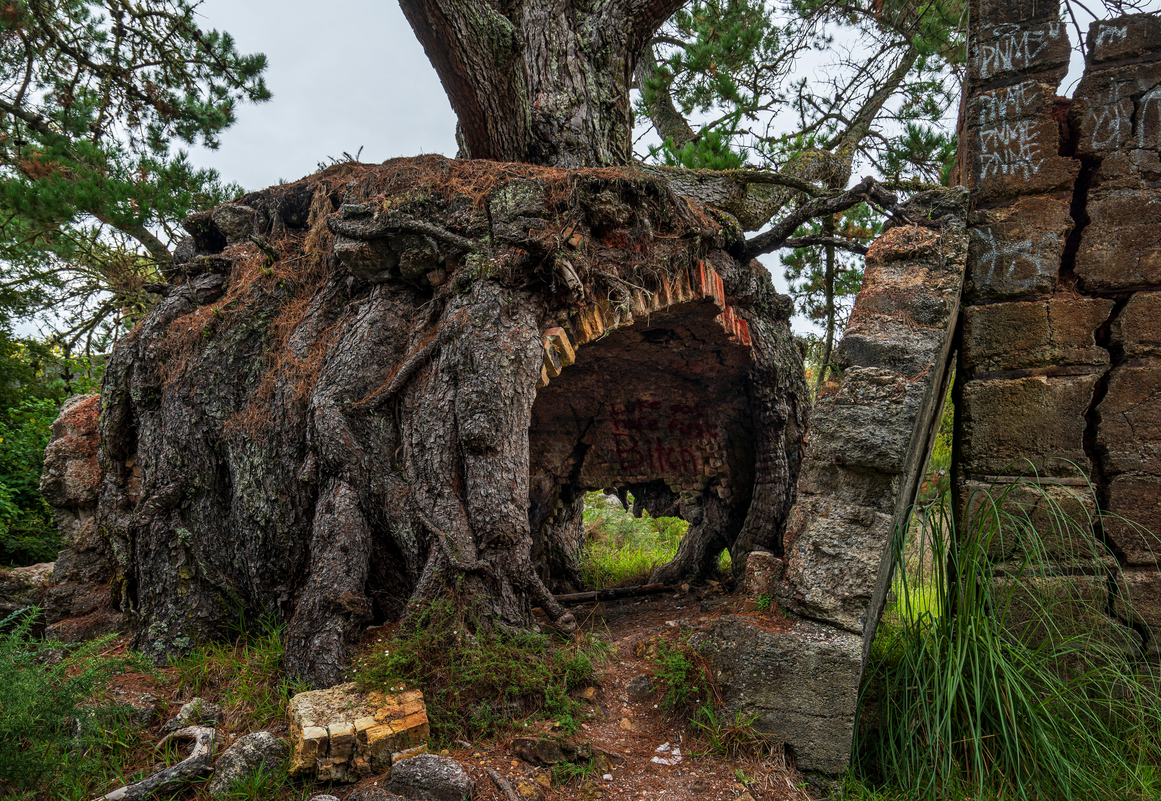 Nature Conquers all