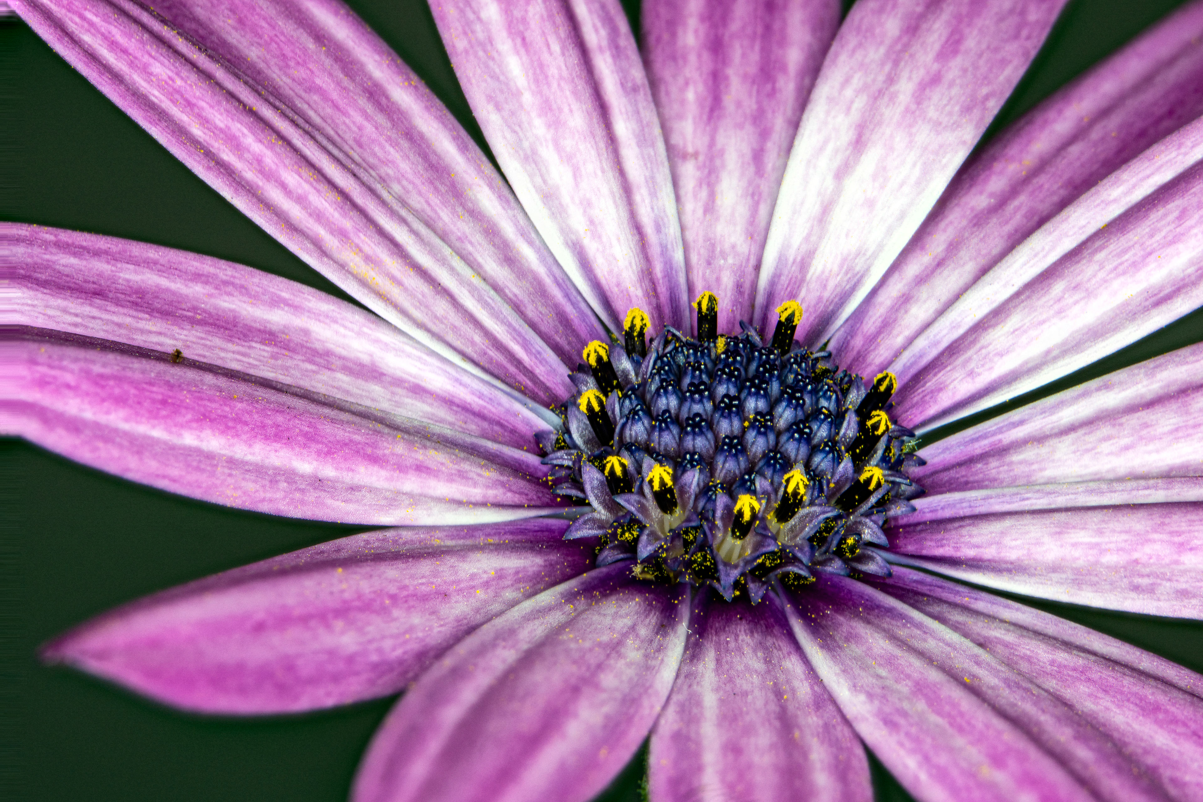 Pollen